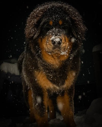 A Tibetan Mastiff standing in falling snow