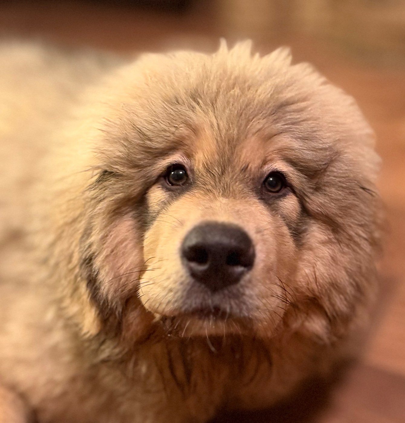 Makara, Magnolia Heritage Tibetan Mastiff puppy