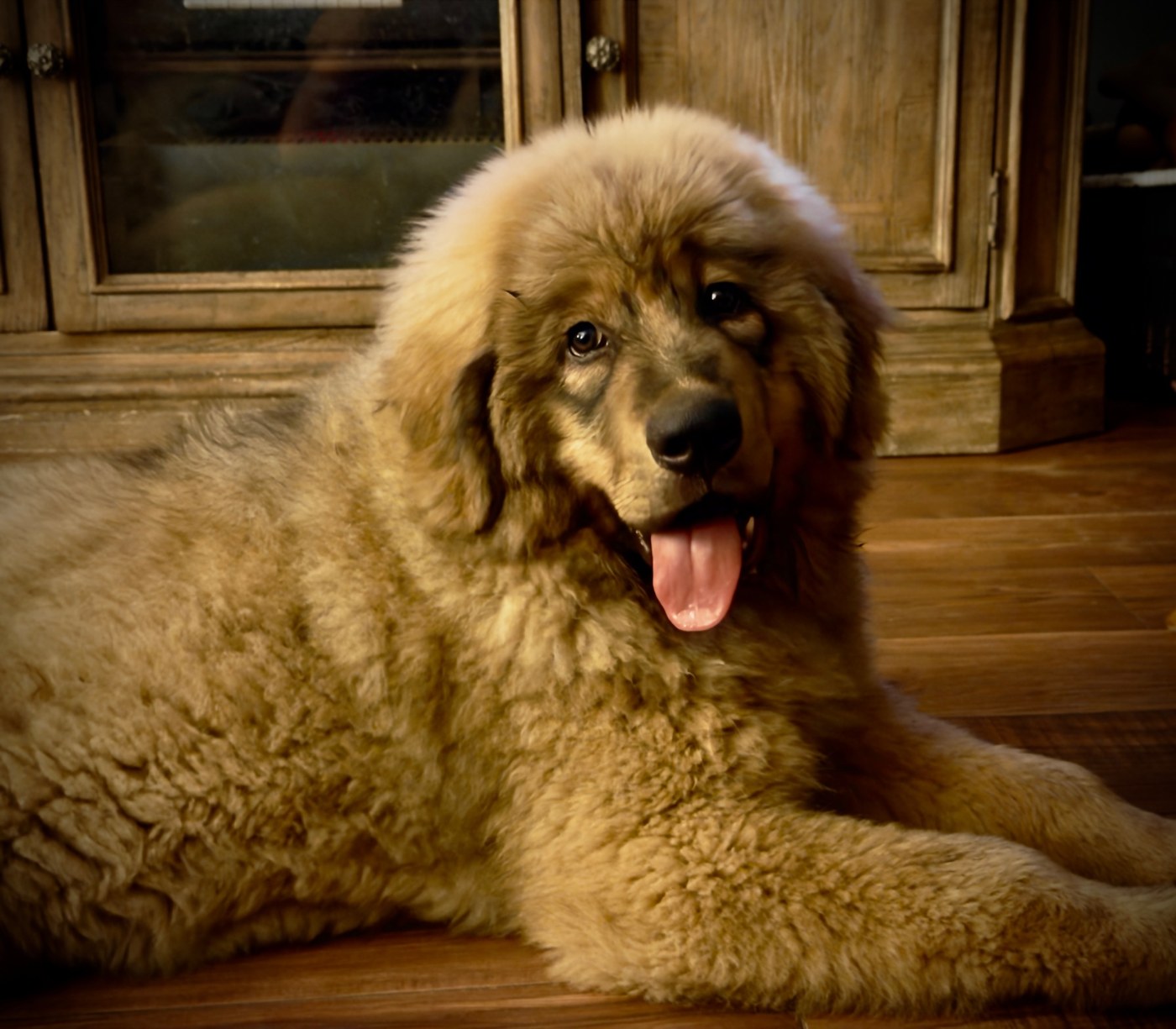 Rinchen, Magnolia Heritage Tibetan Mastiff puppy