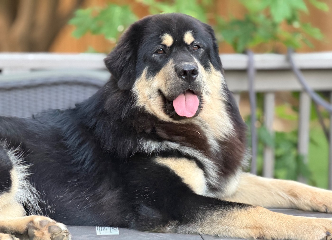 Rose, Magnolia Heritage Tibetan Mastiff, resting outside