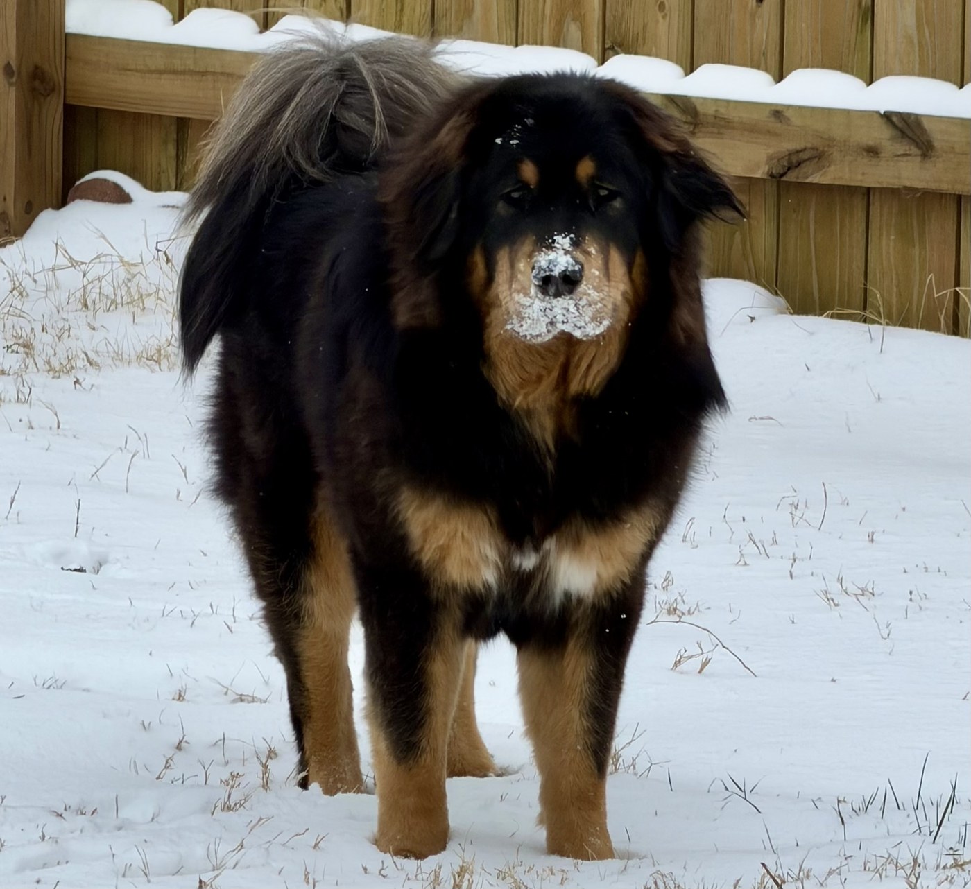 Zaya, Magnolia Heritage Tibetan Mastiff, standing in the snow