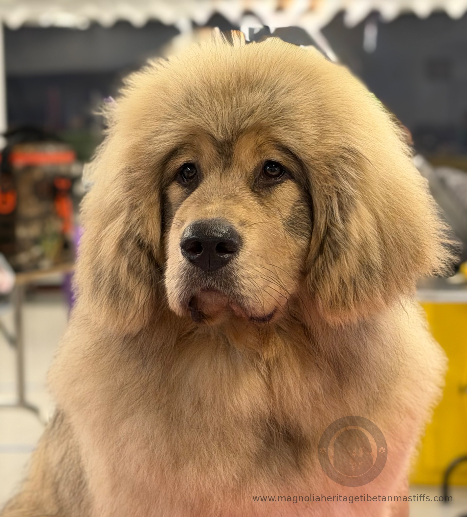 Makara, fawn Tibetan Mastiff portrait at a dog show