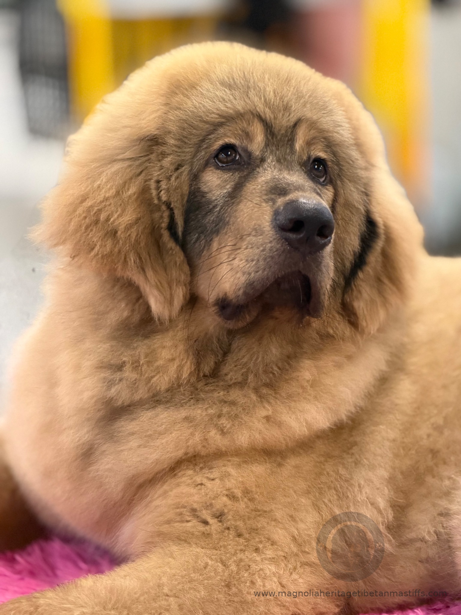 Rinchen, fawn Tibetan Mastiff puppy portrait on a pink blanket