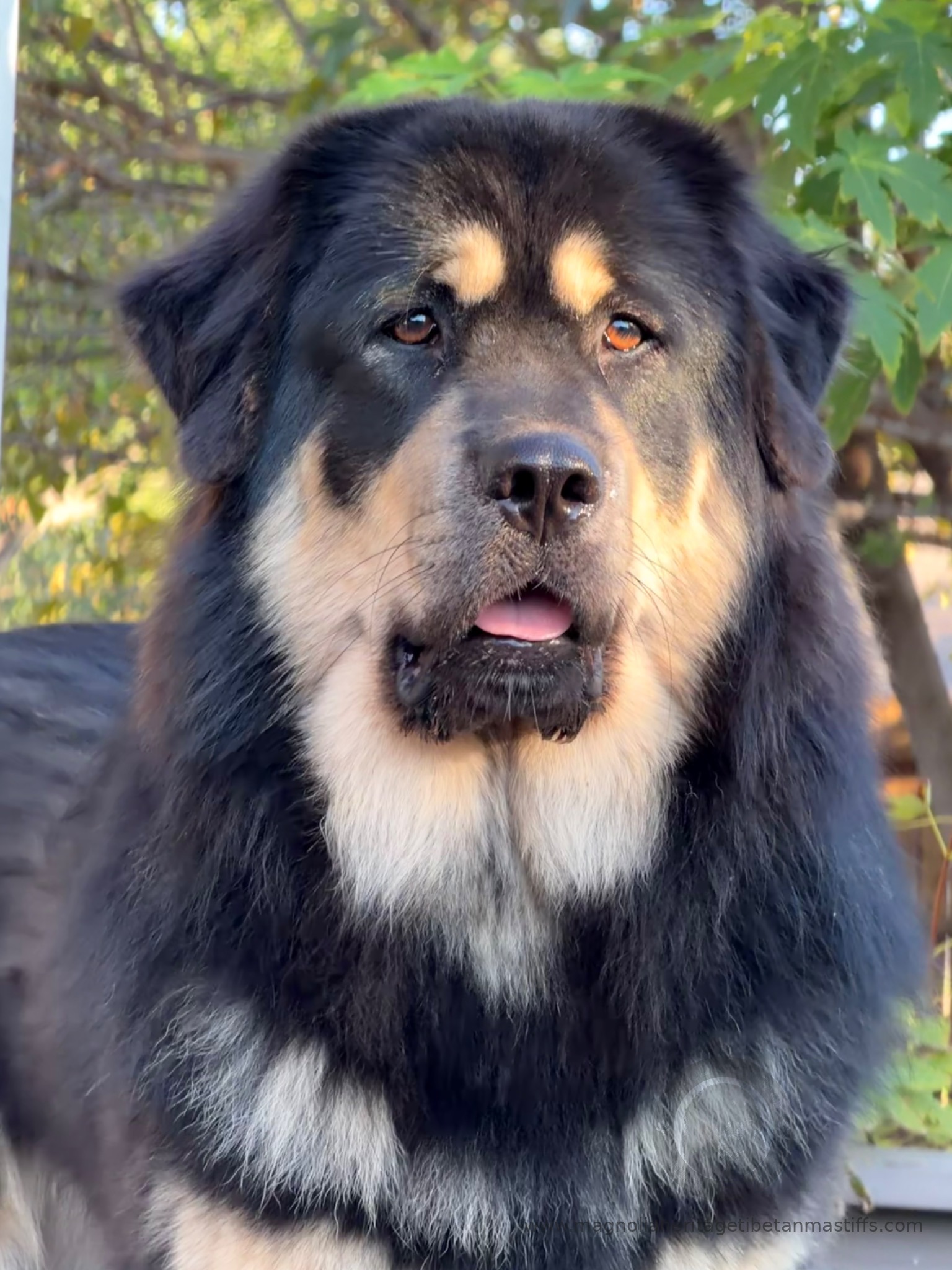 Rose, black and tan Tibetan Mastiff portrait outdoors
