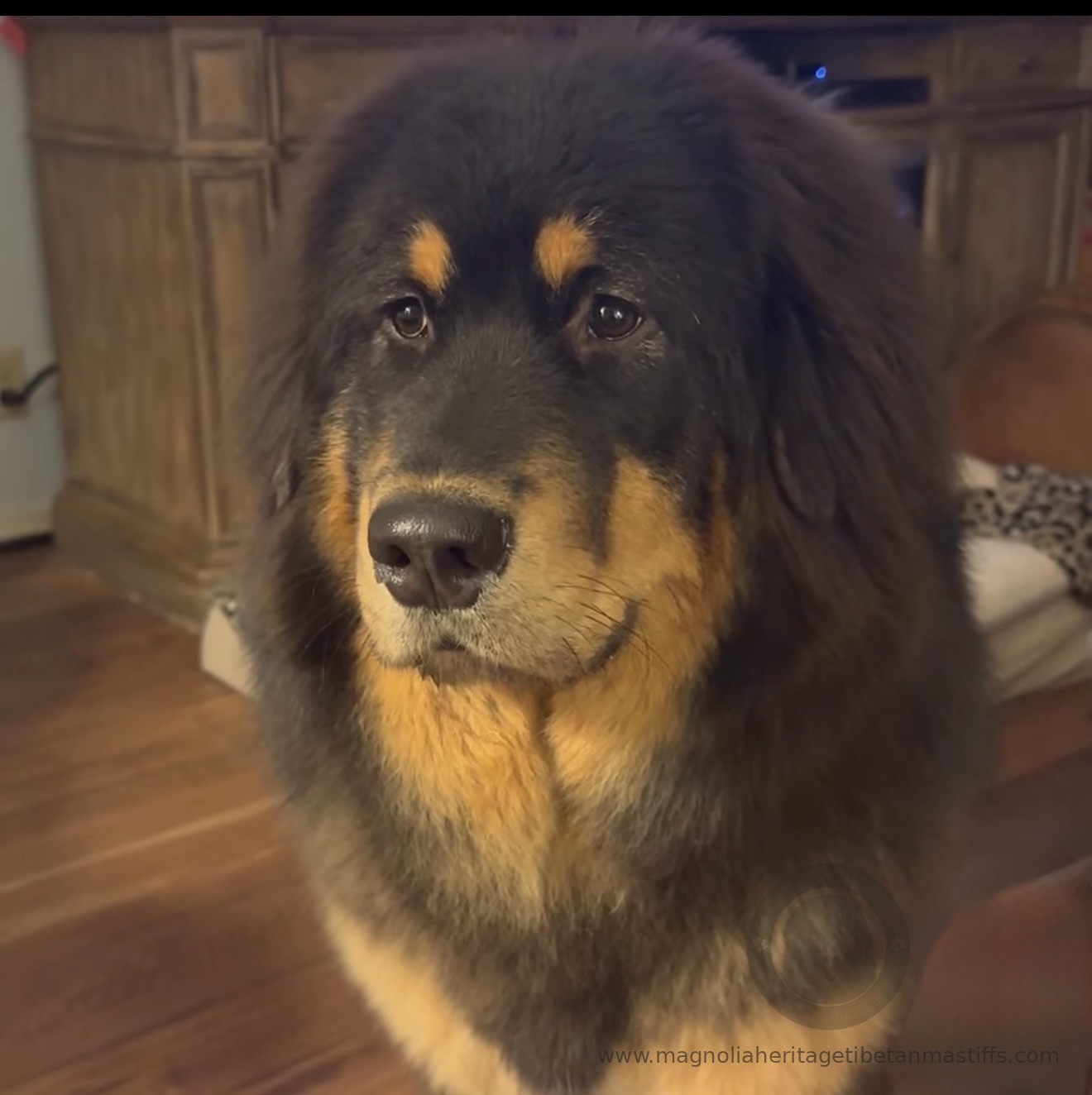 Zaya, black and tan Tibetan Mastiff portrait indoors