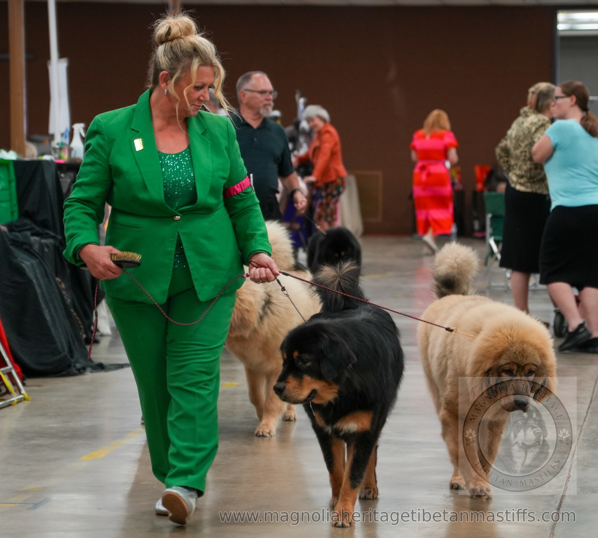Michelle walking Tibetan Mastiffs in the show ring