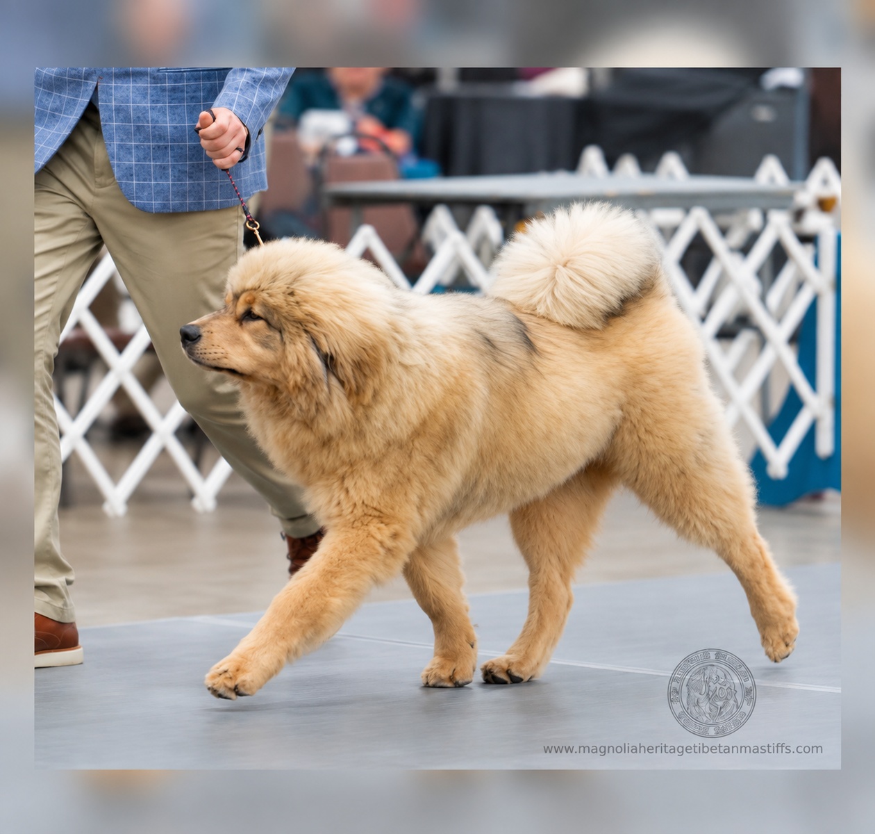 Makara, Magnolia Heritage Tibetan Mastiff bitch from Bryn Coron and Noble Legacy lines