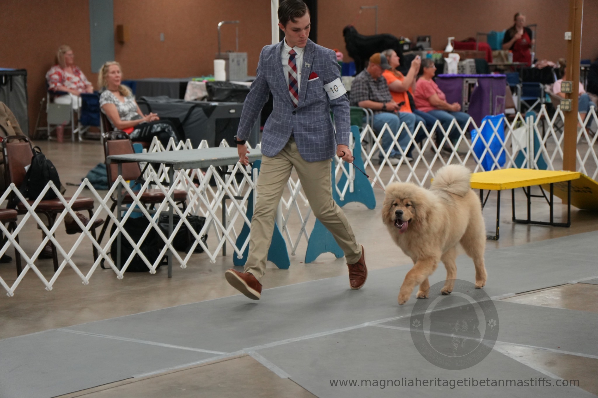 Makara in the show ring photo 10