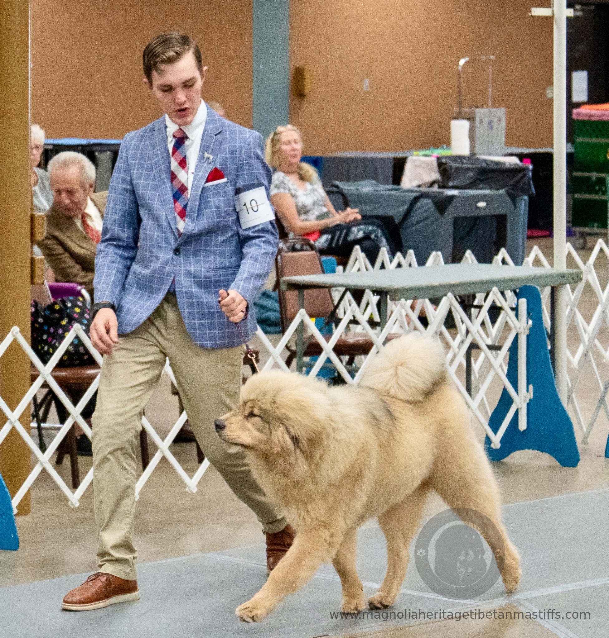 Makara in the show ring photo 11