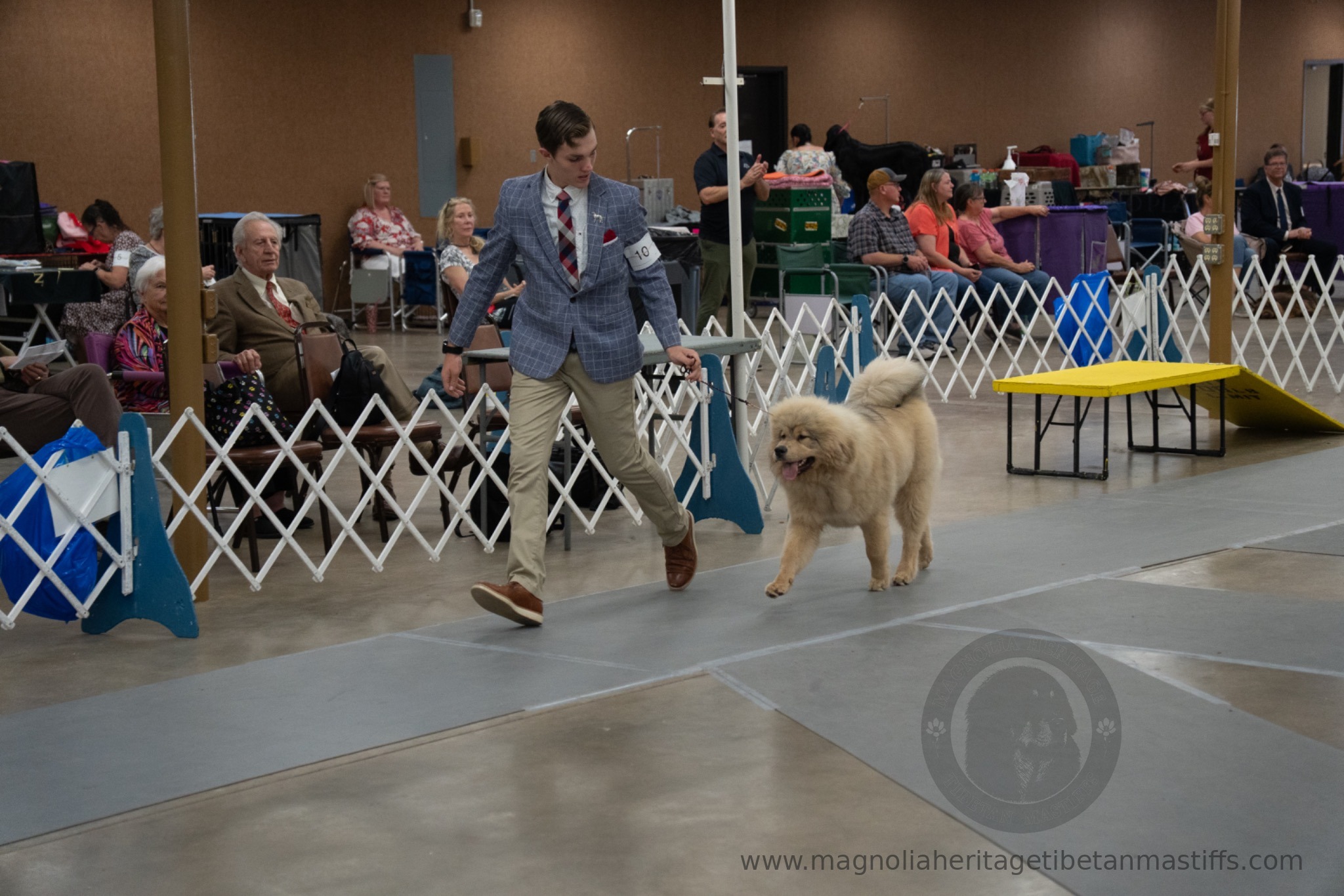 Makara in the show ring photo 14