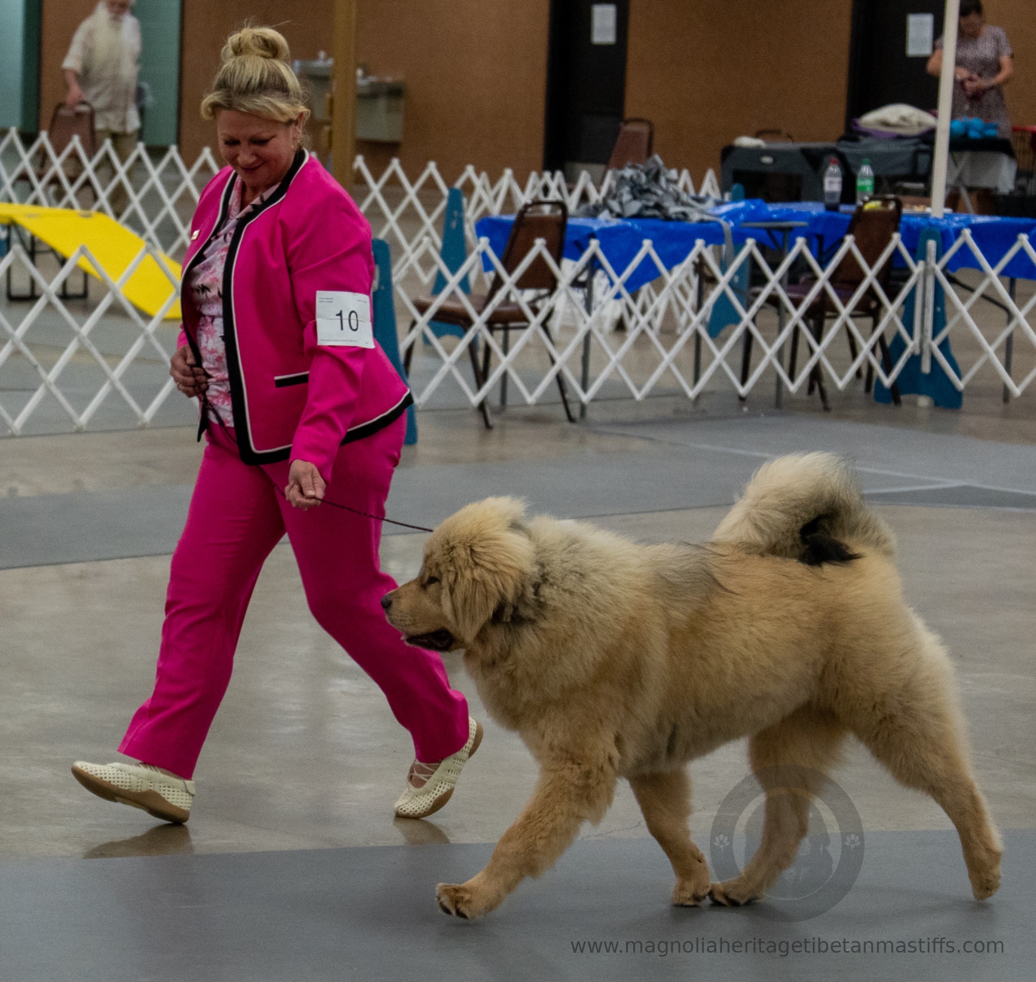 Makara in the show ring photo 15