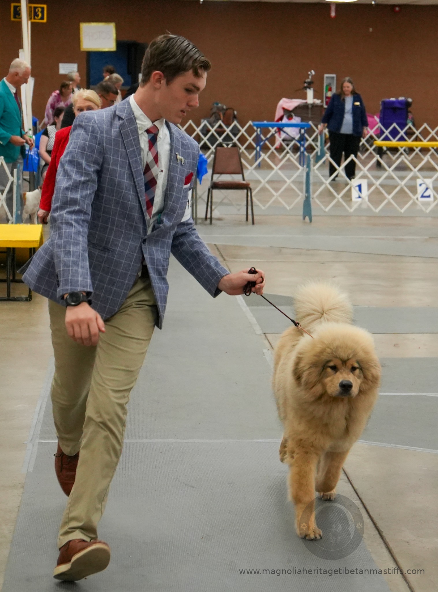 Makara in the show ring photo 3