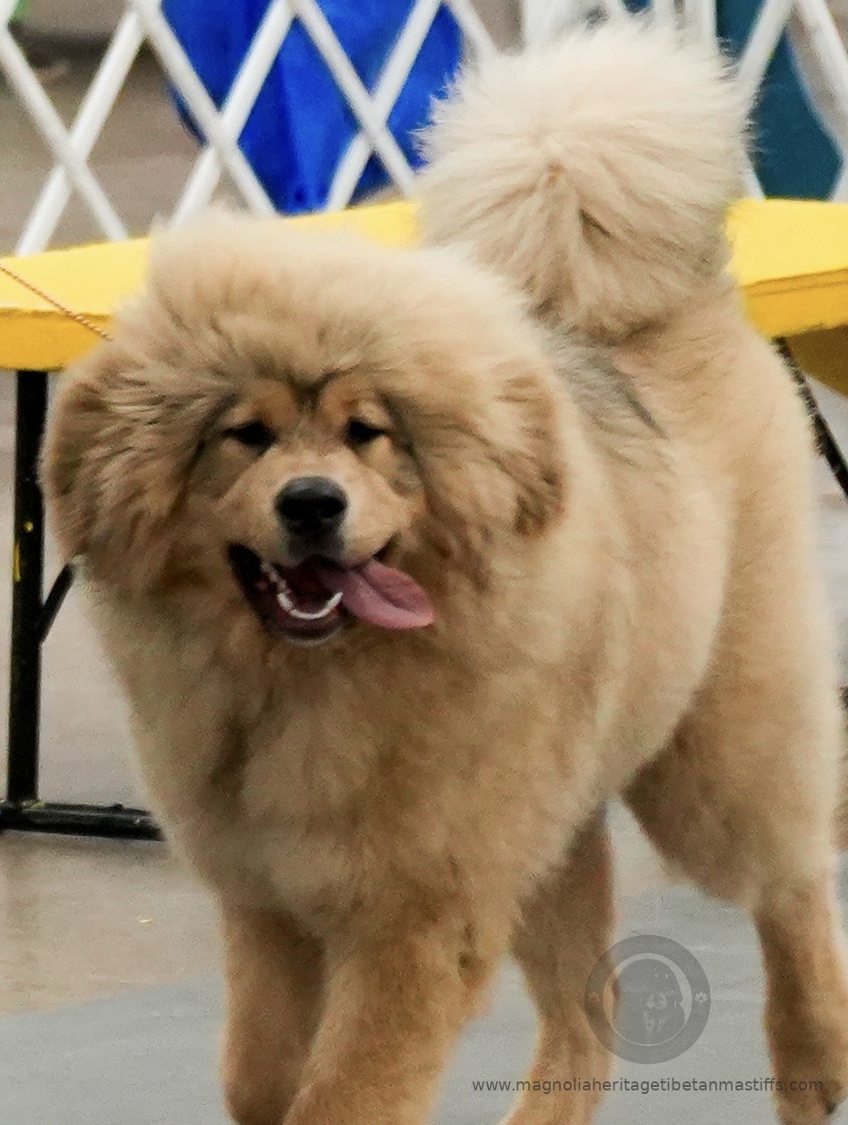 Makara in the show ring photo 6