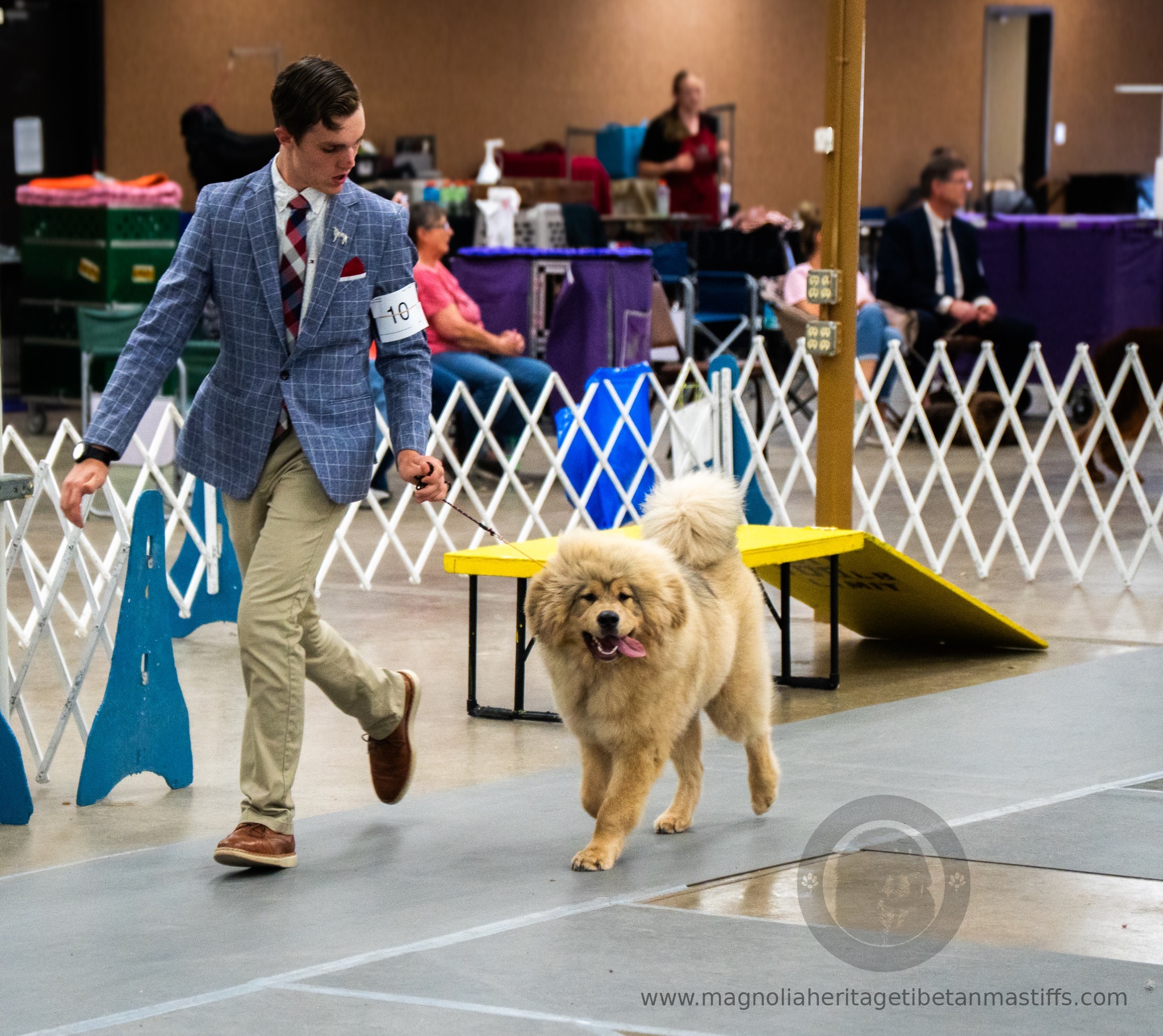 Makara in the show ring photo 7