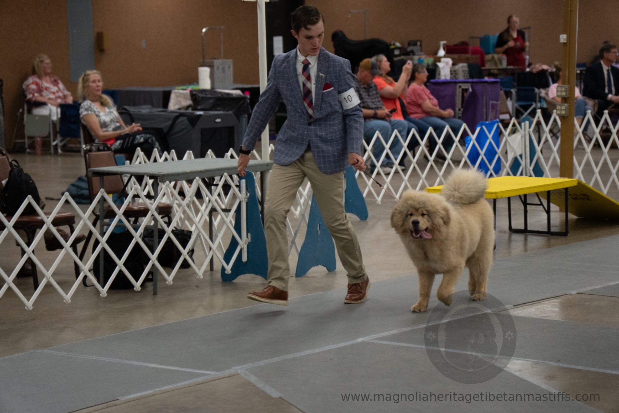 Makara in the show ring photo 8
