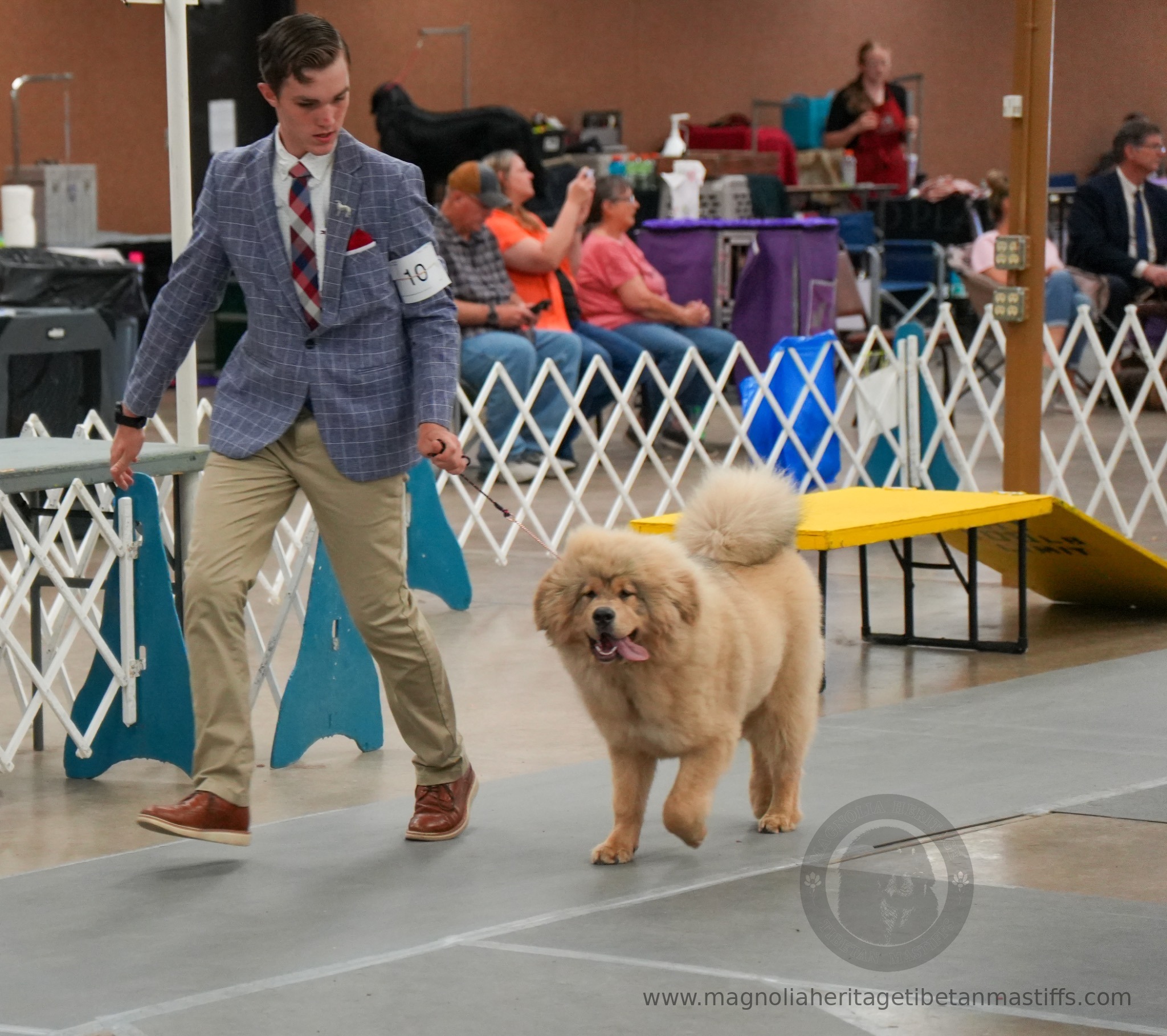 Makara in the show ring photo 9