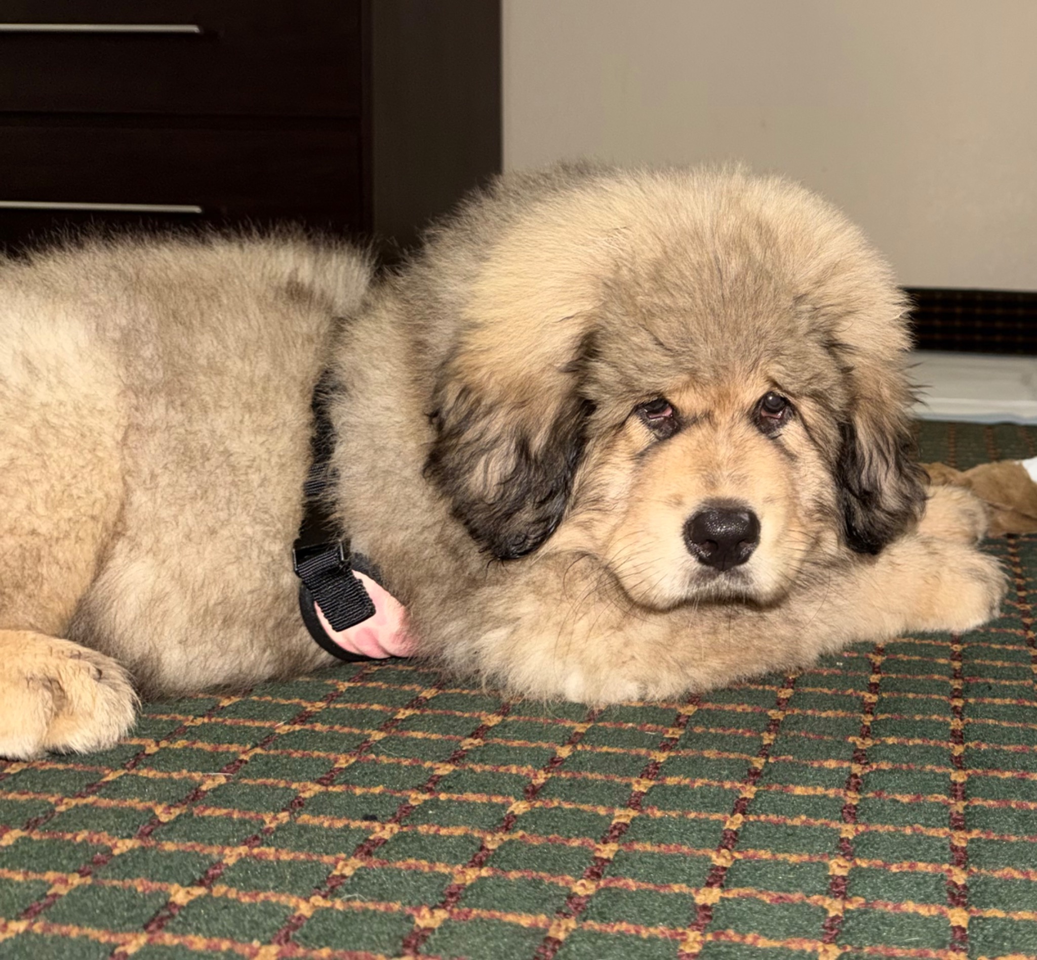 Makara puppy resting