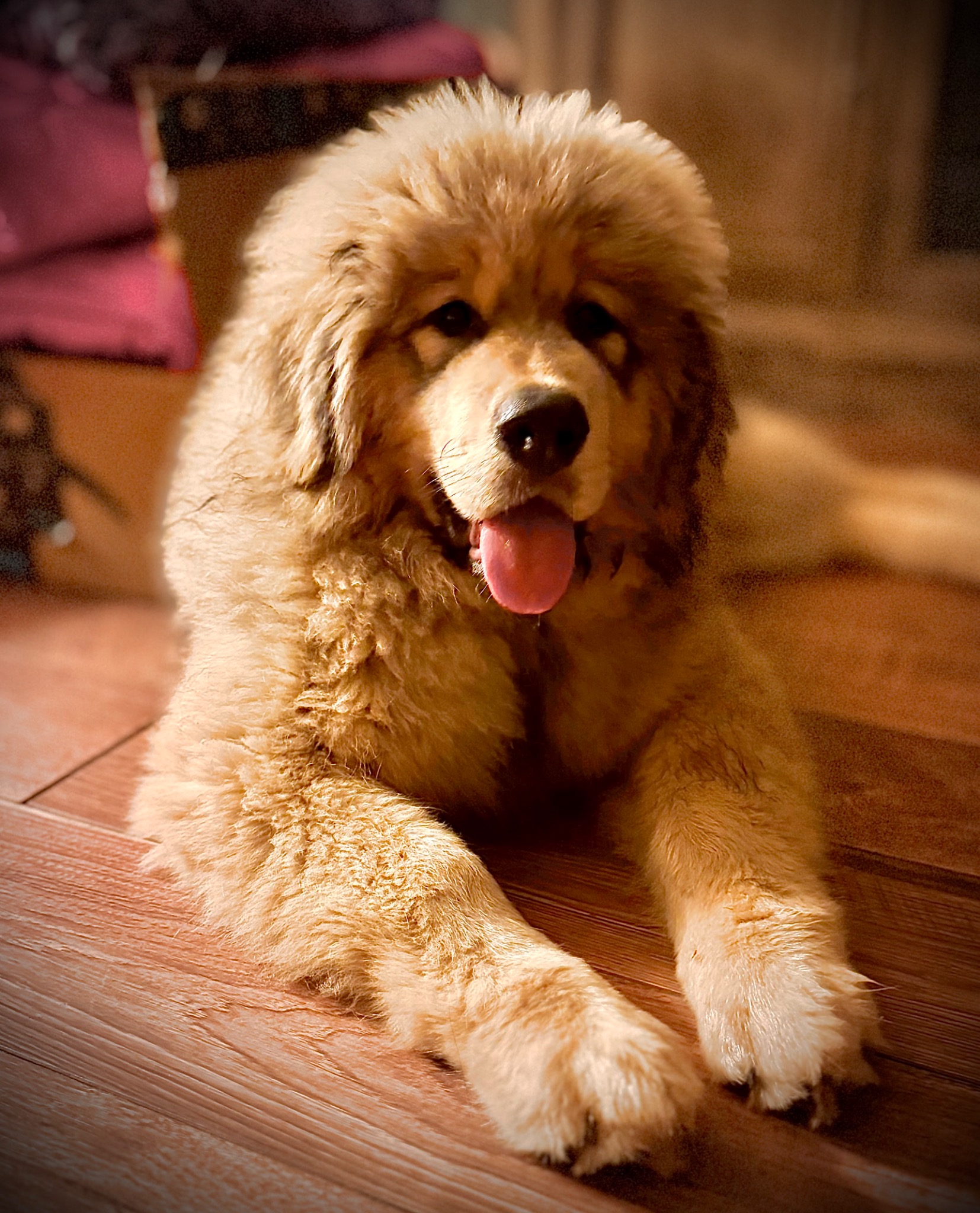 Makara resting at home