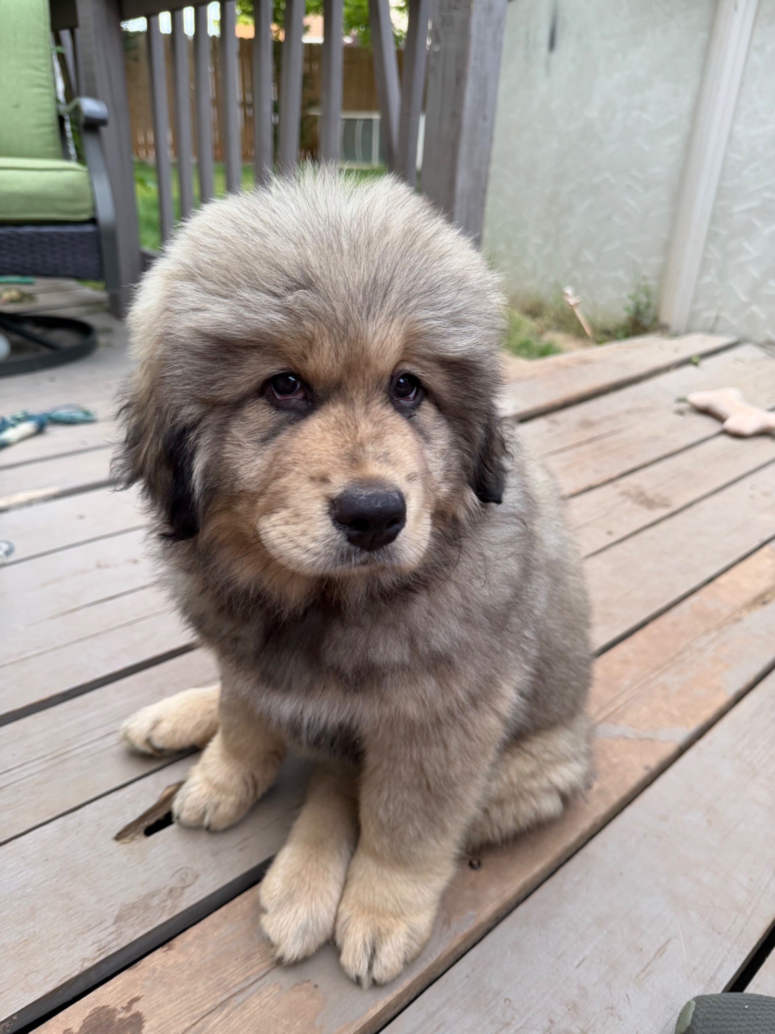 Makara puppy portrait