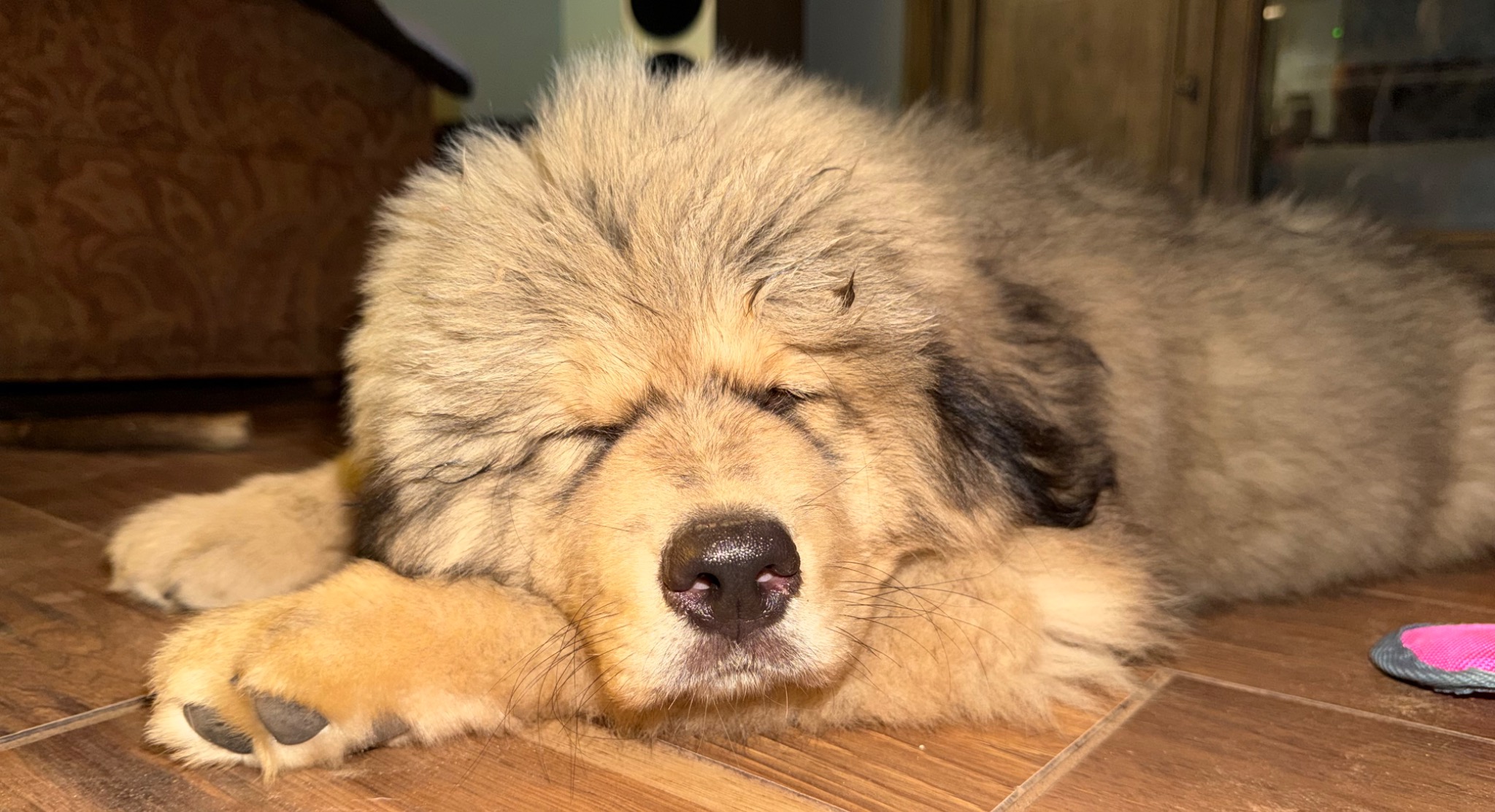 Makara napping at home