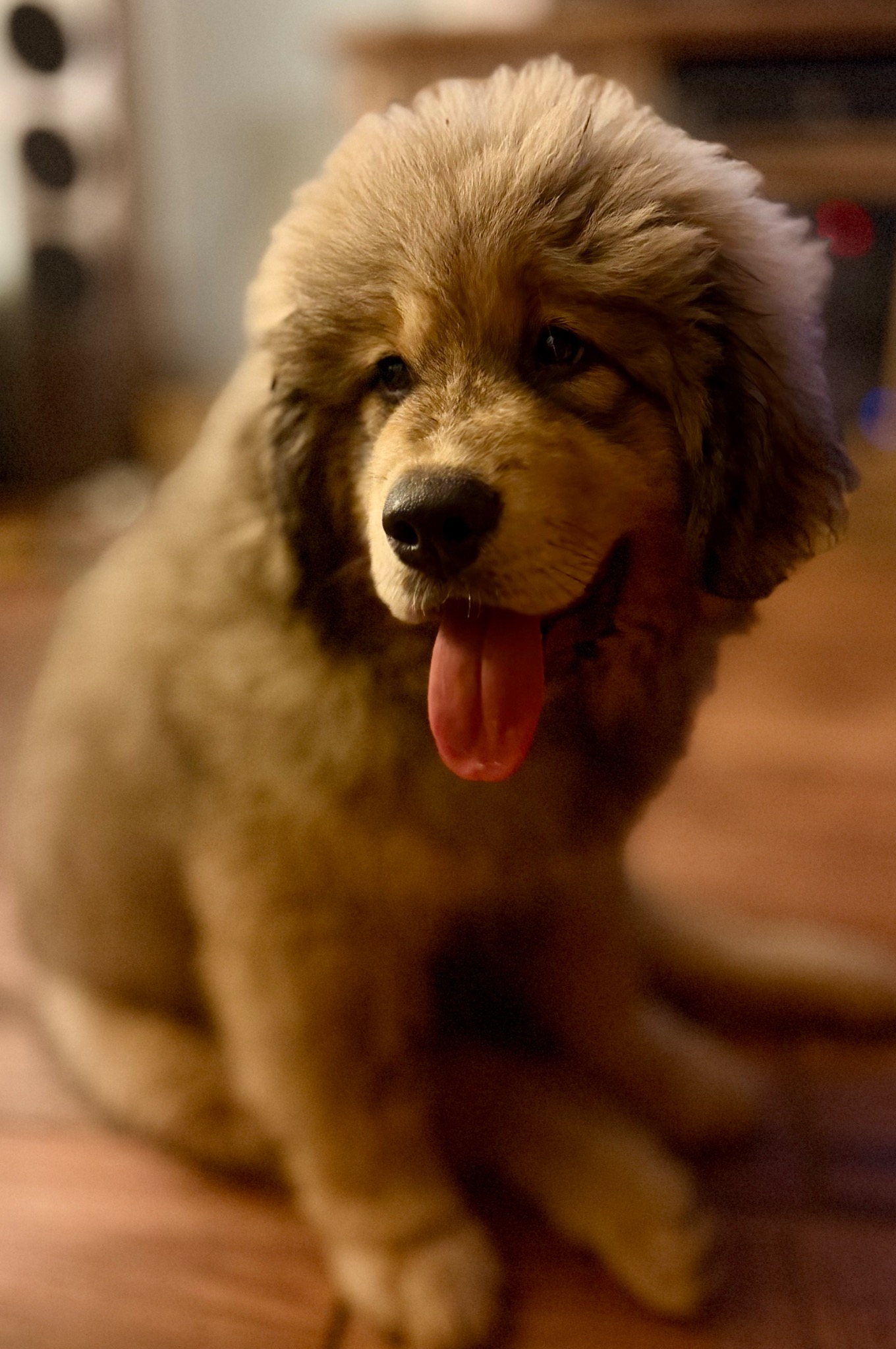 Makara smiling at home