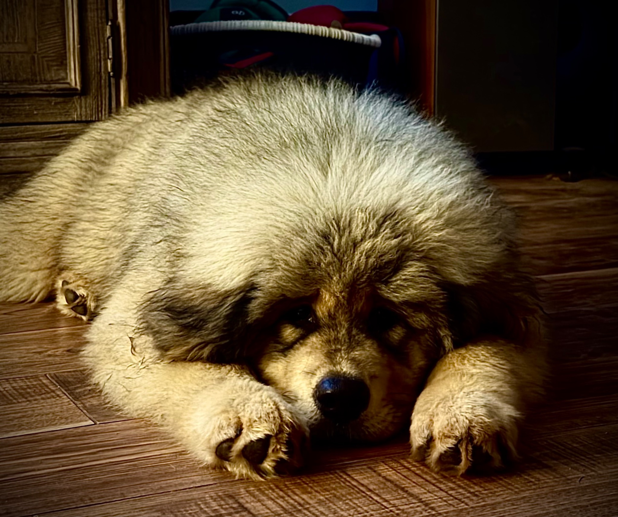 Makara relaxing on the floor