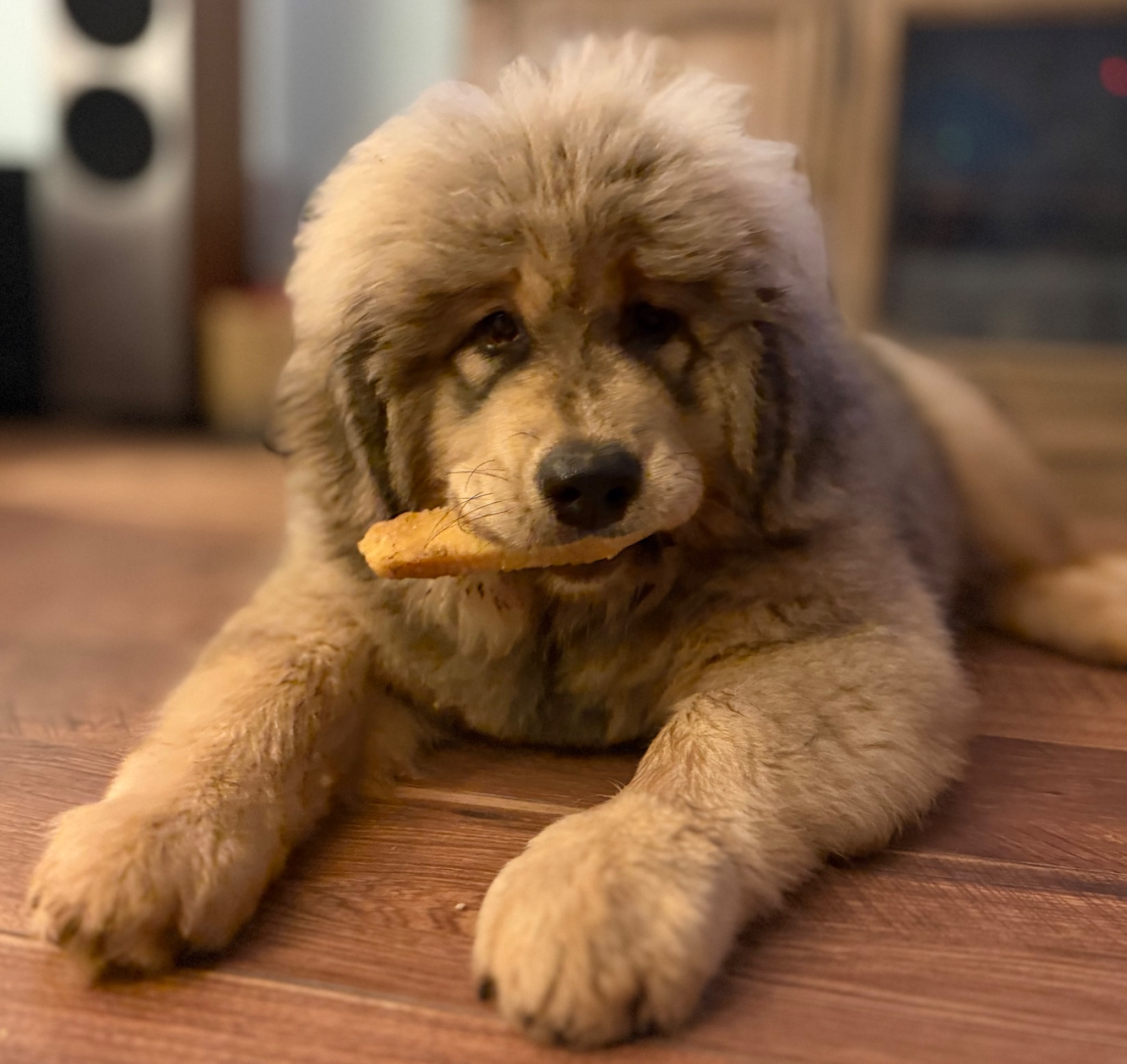 Makara with a treat