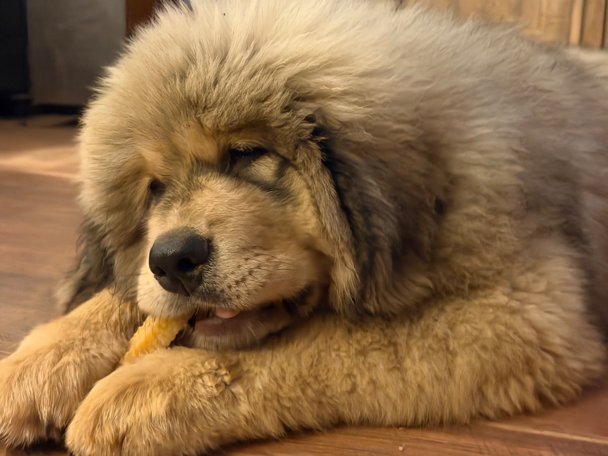 Makara enjoying a chew