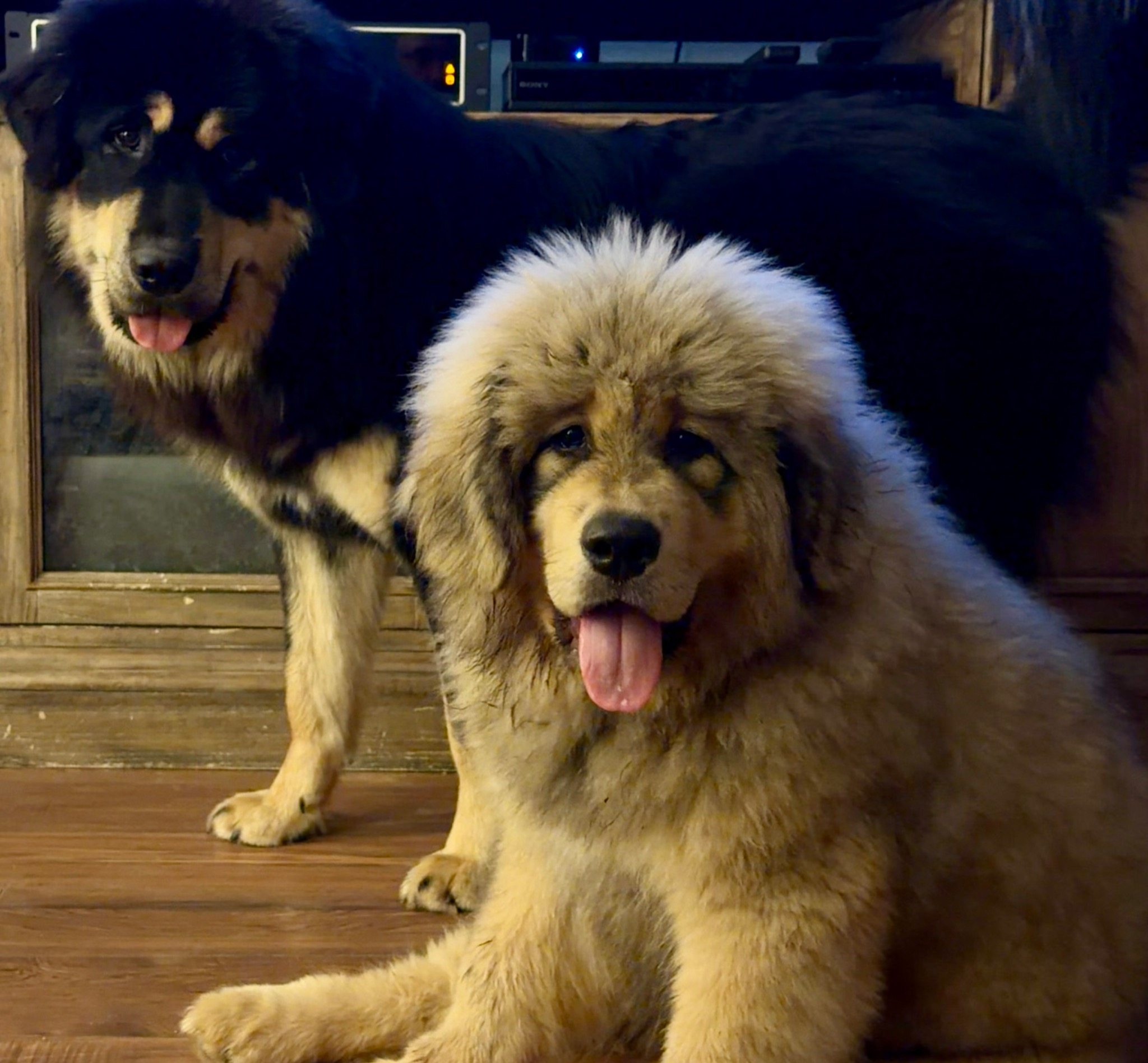 Makara with Zaya at home