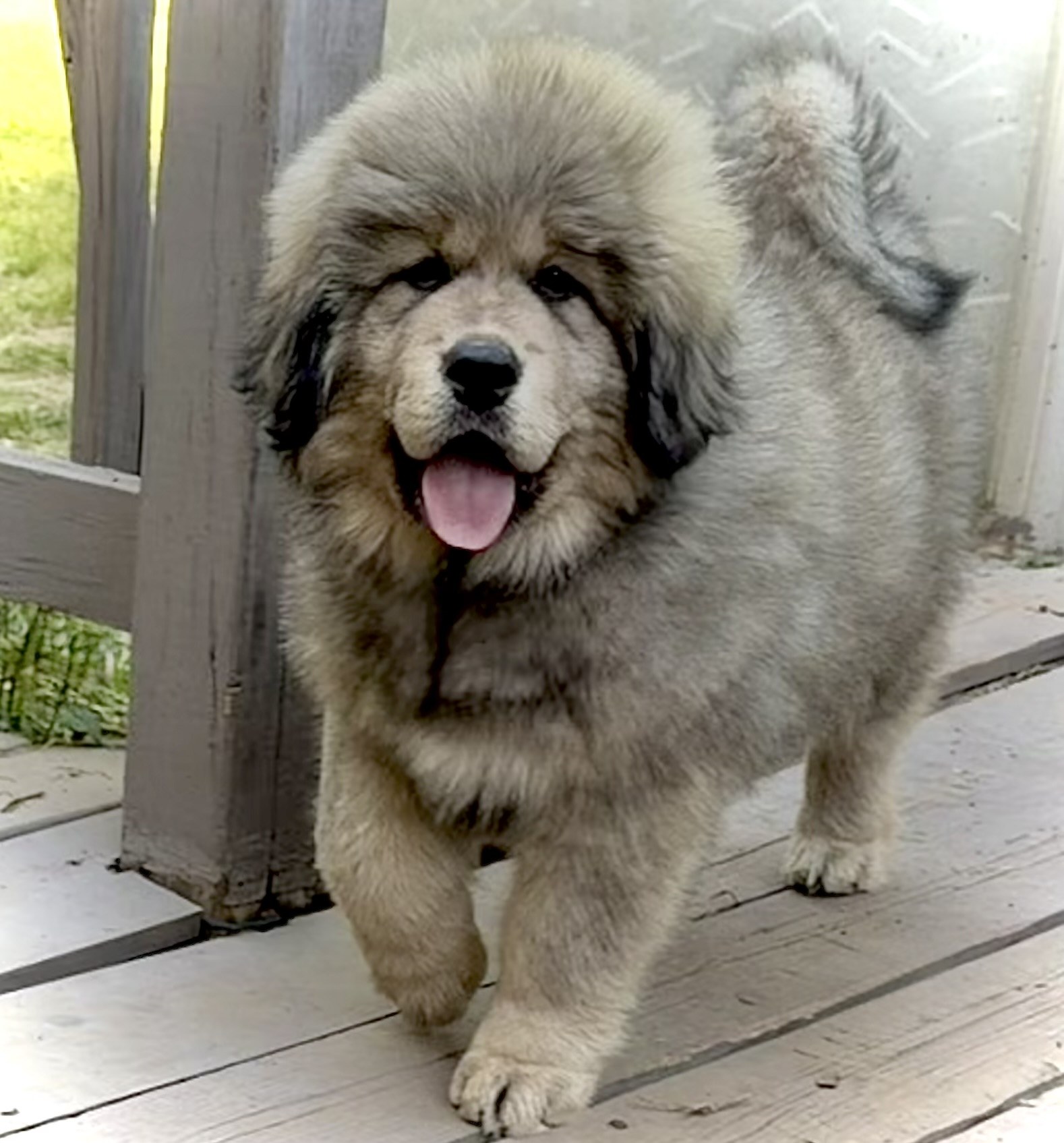 Makara, Magnolia Heritage Tibetan Mastiffs home gallery
