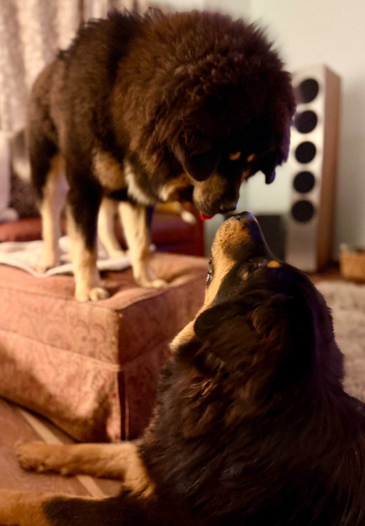 Two Magnolia Heritage Tibetan Mastiffs sharing a quiet moment at home