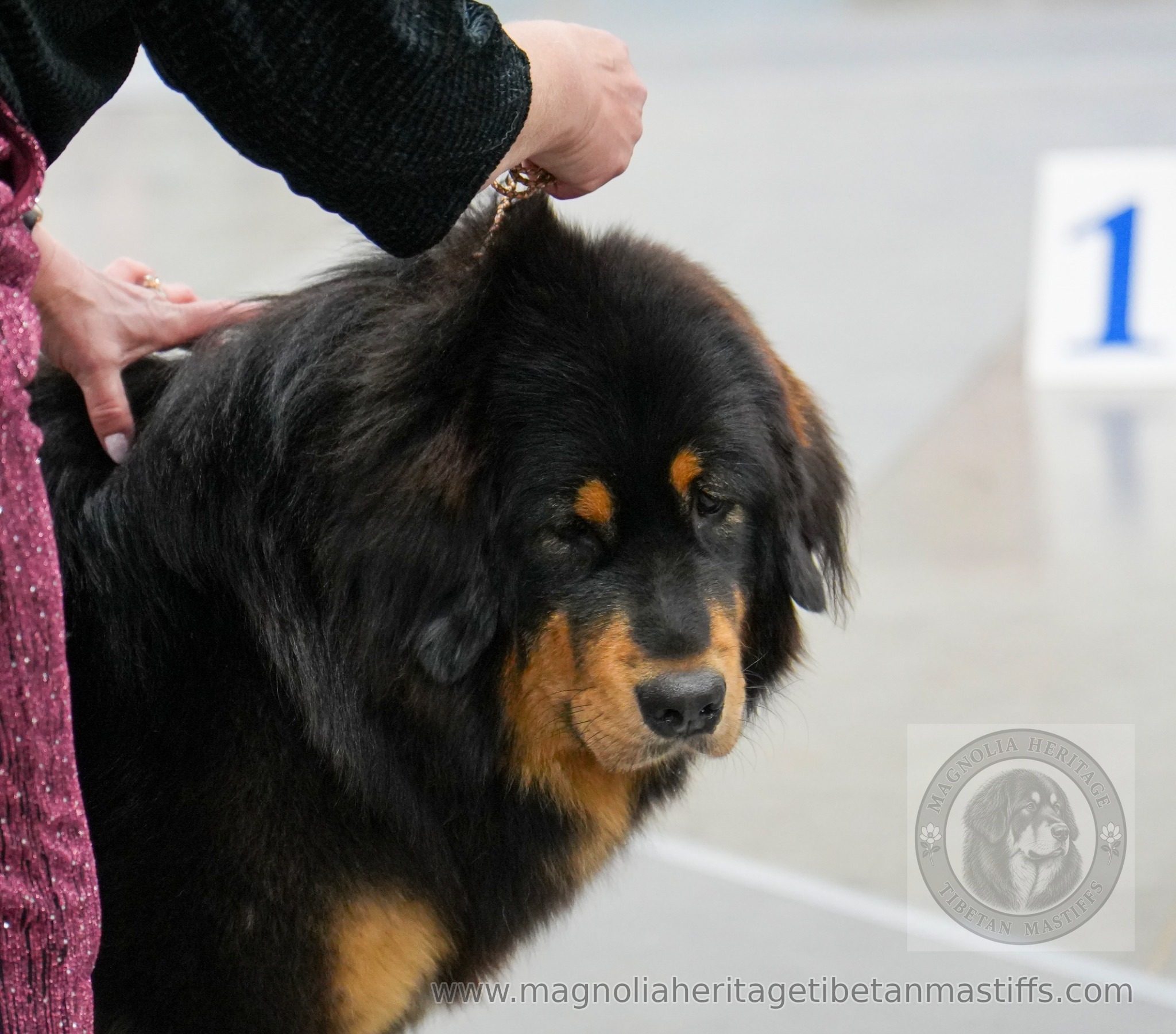 Black and tan Tibetan Mastiff in the show ring