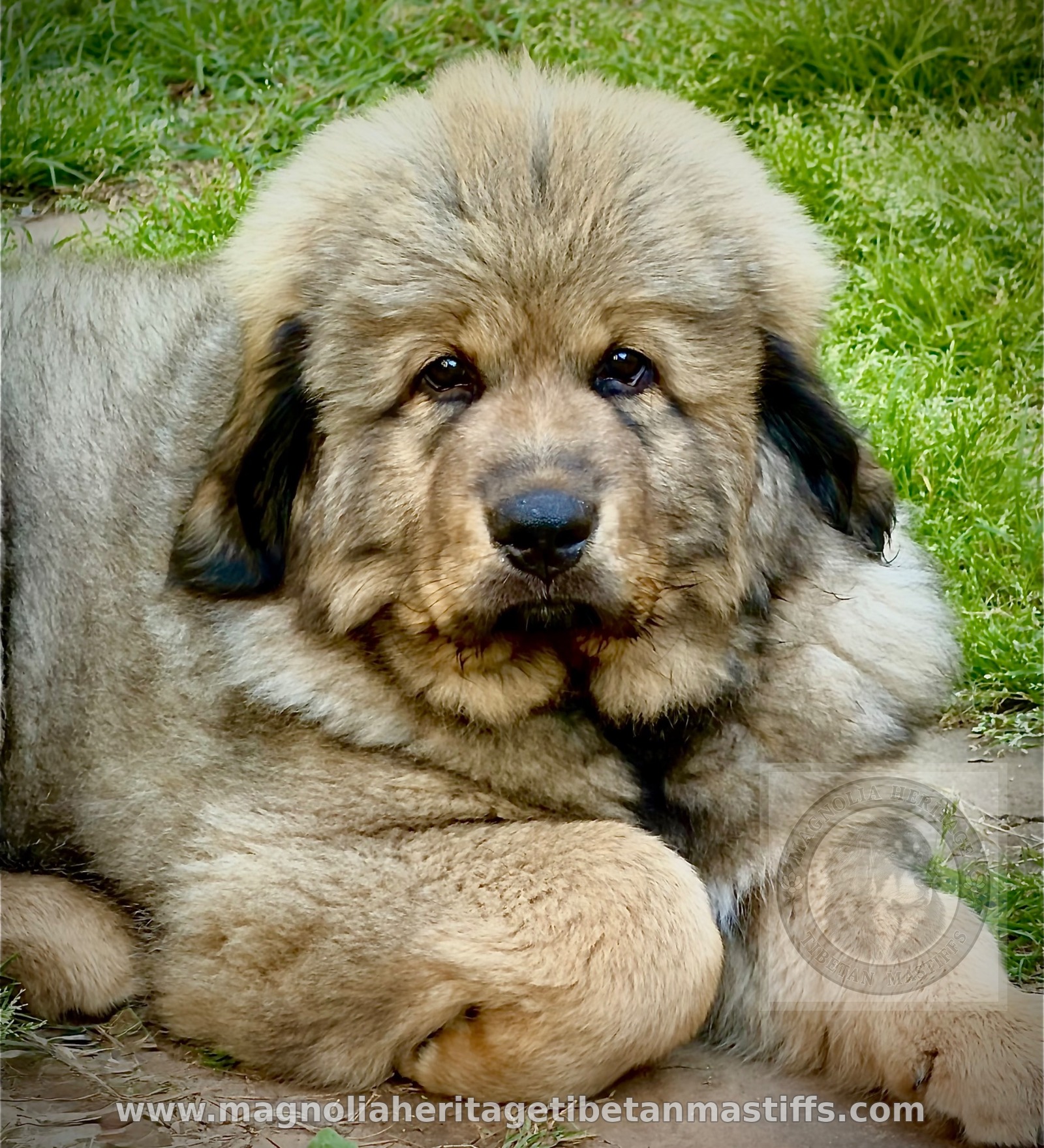 Tibetan Mastiff puppy relaxing on the grass