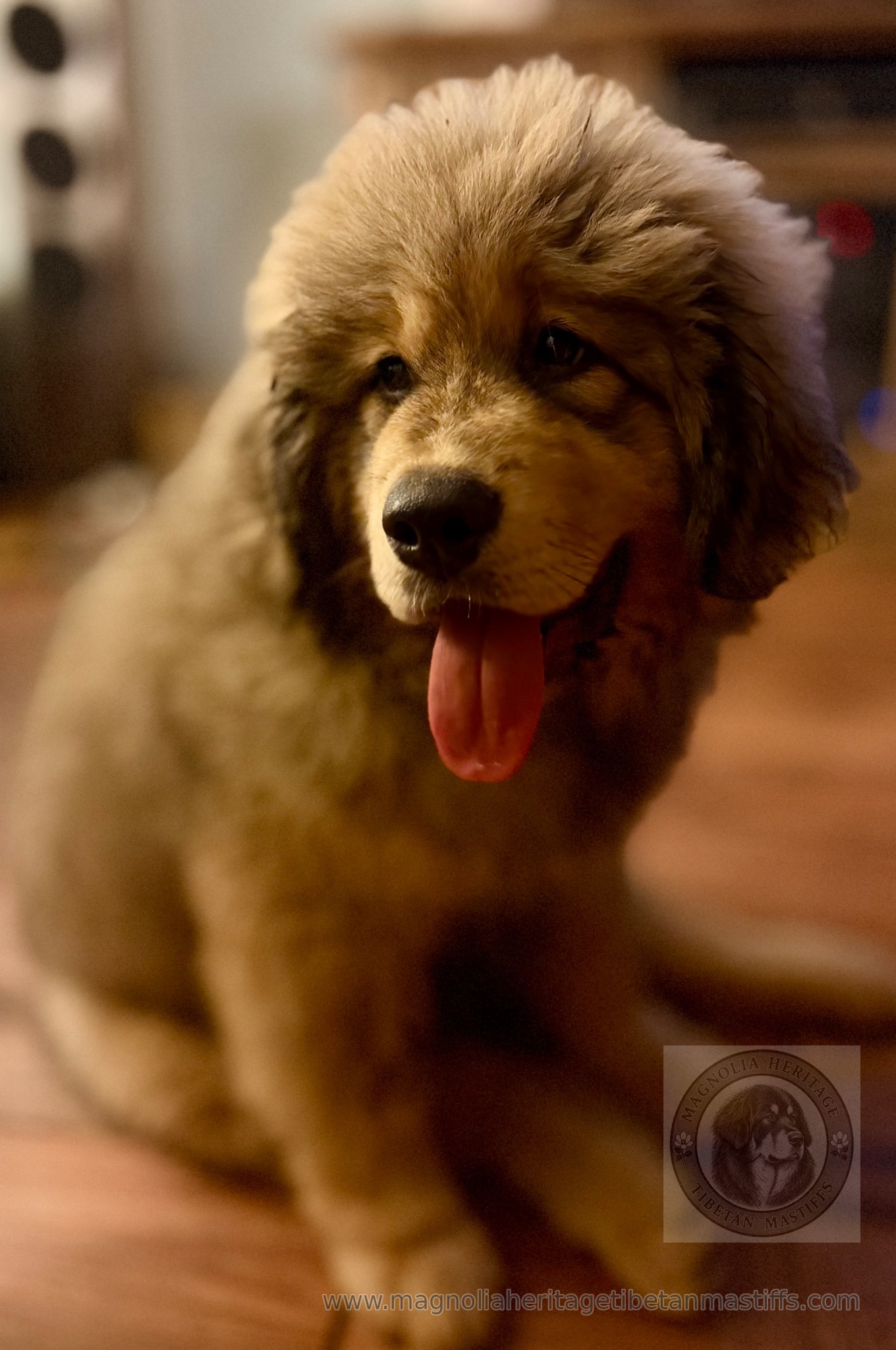 Tibetan Mastiff puppy with tongue out