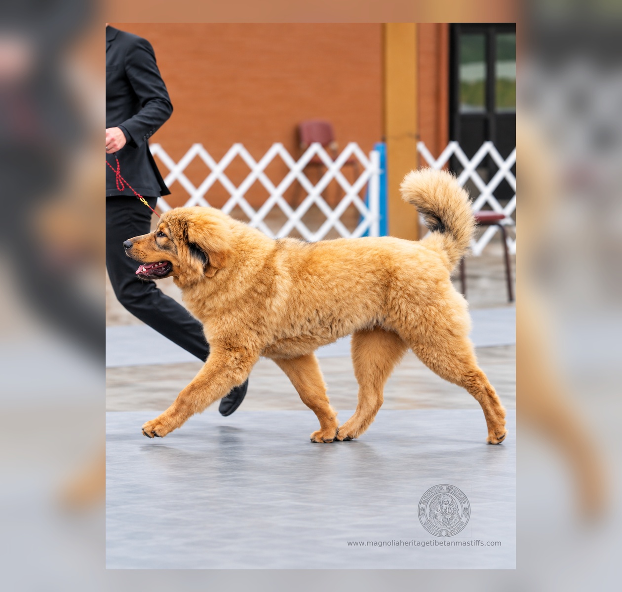 Rinchen, Magnolia Heritage Tibetan Mastiff dog from Bryn Coron and Noble Legacy lines