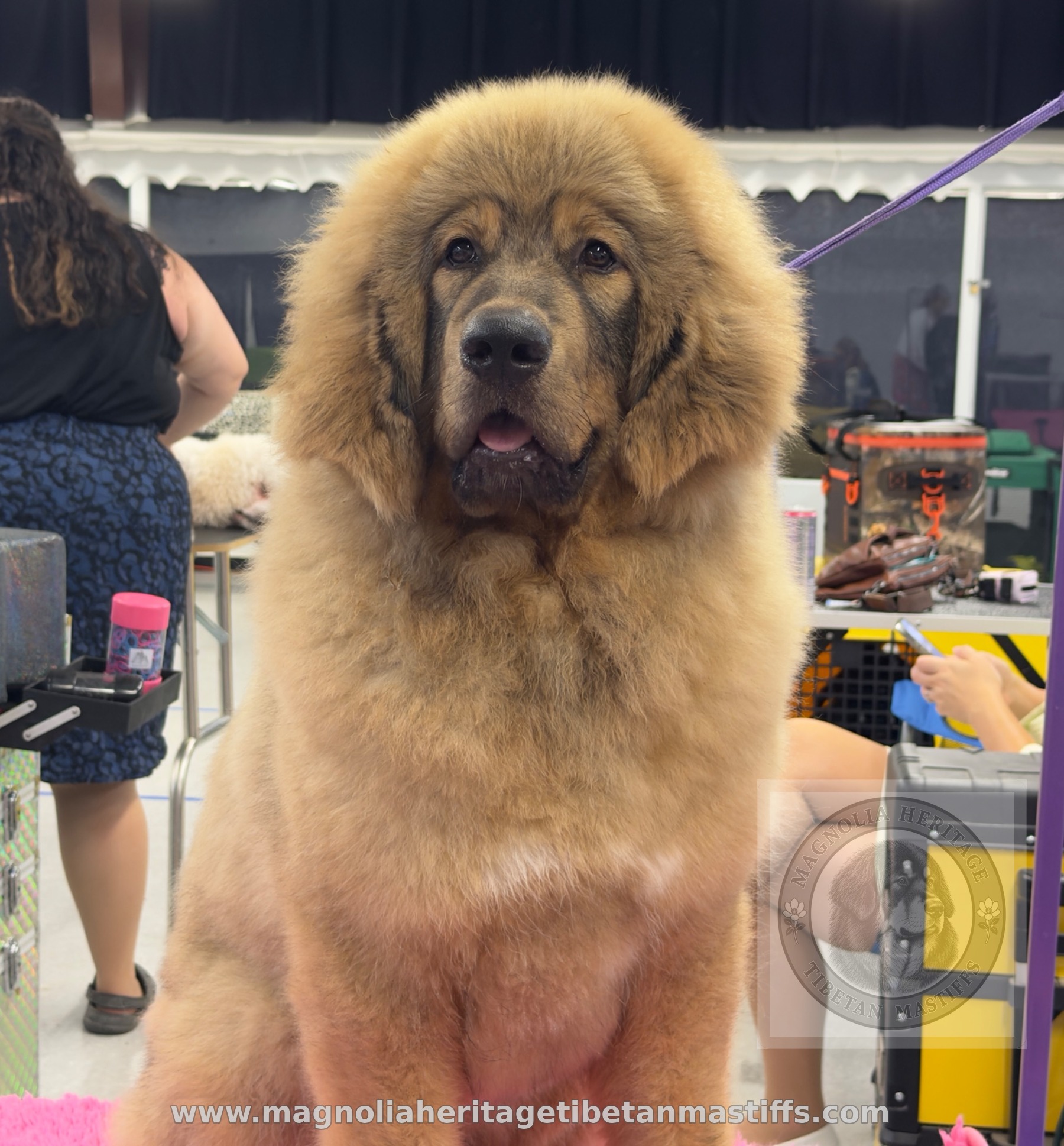 Rinchen stacked in profile at a dog show