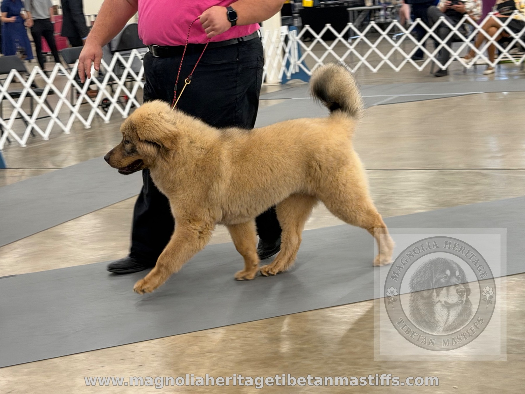 Rinchen trotting in the show ring with handler