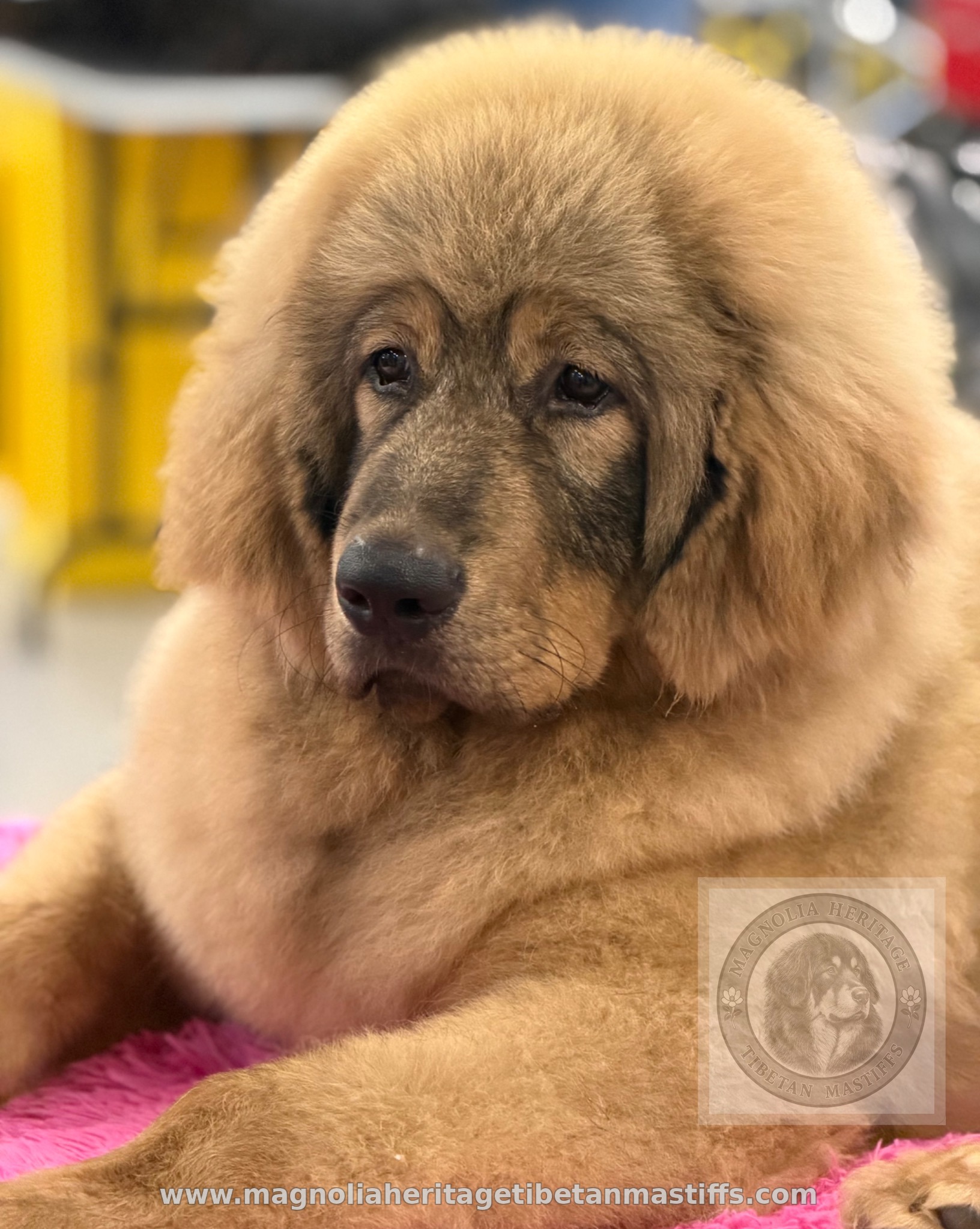 Rinchen resting on a pink blanket