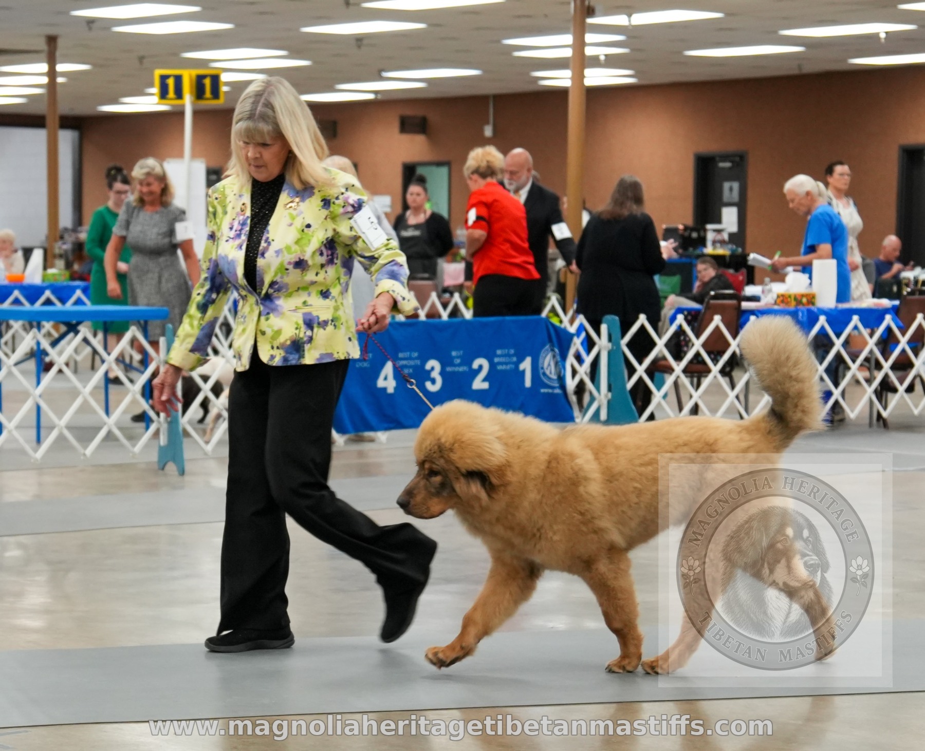 Rinchen gaiting in the ring with handler
