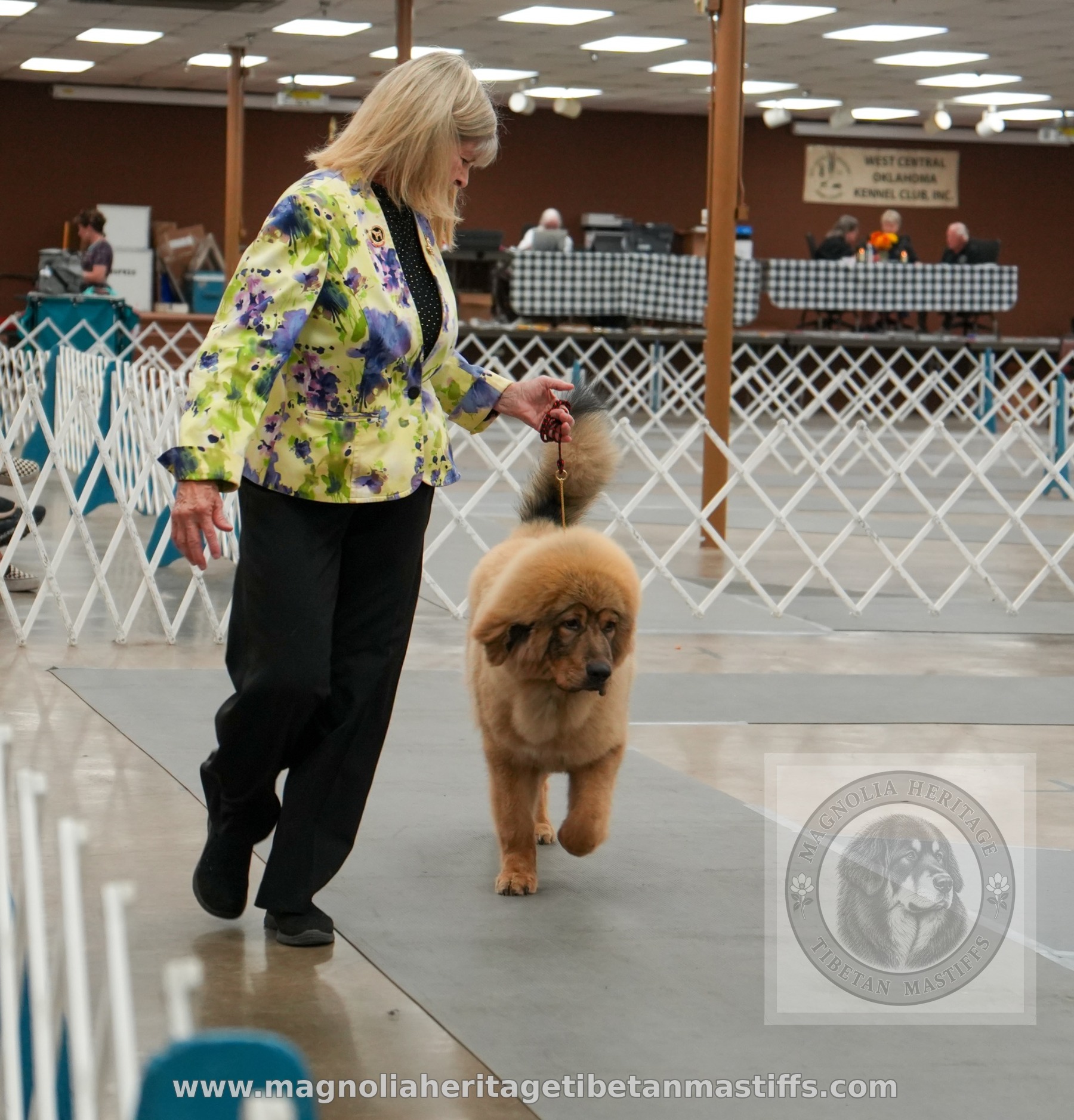 Rinchen moving toward the camera in the ring with handler