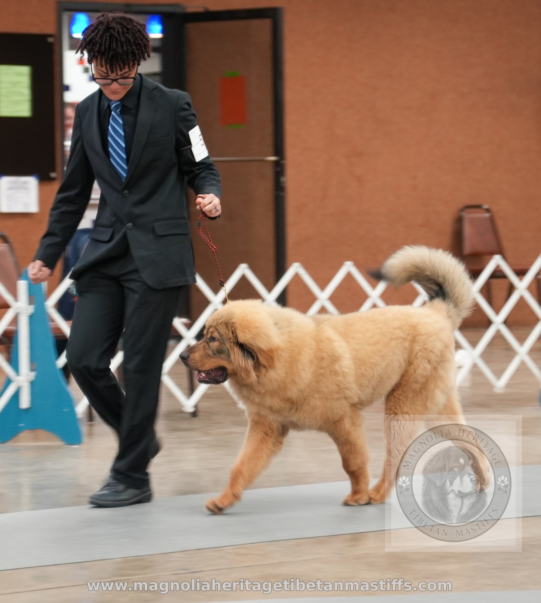 Rinchen trotting in the ring with a young handler