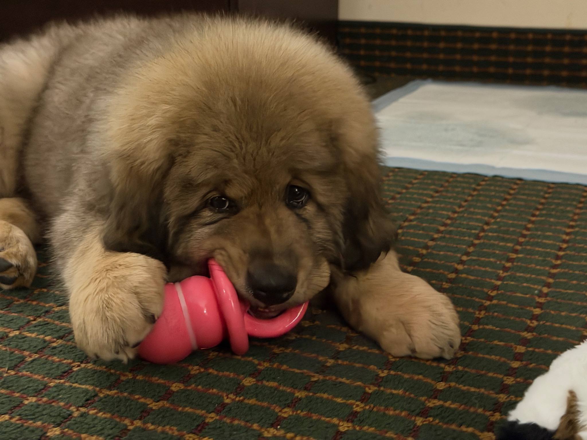 Rinchen puppy with toy