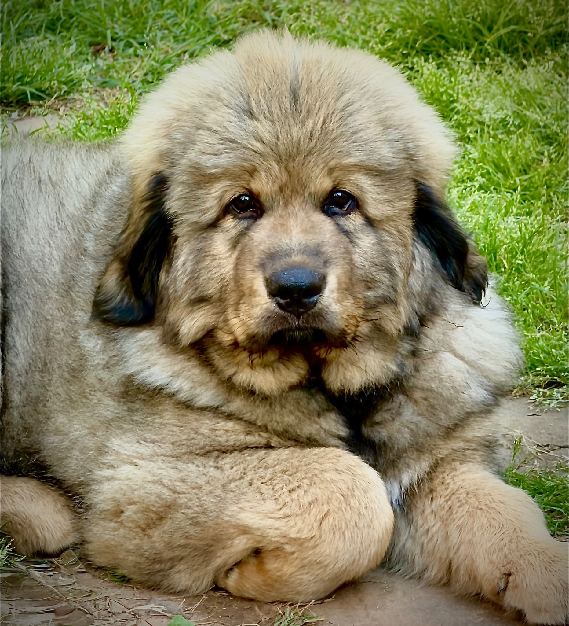 Rinchen puppy portrait