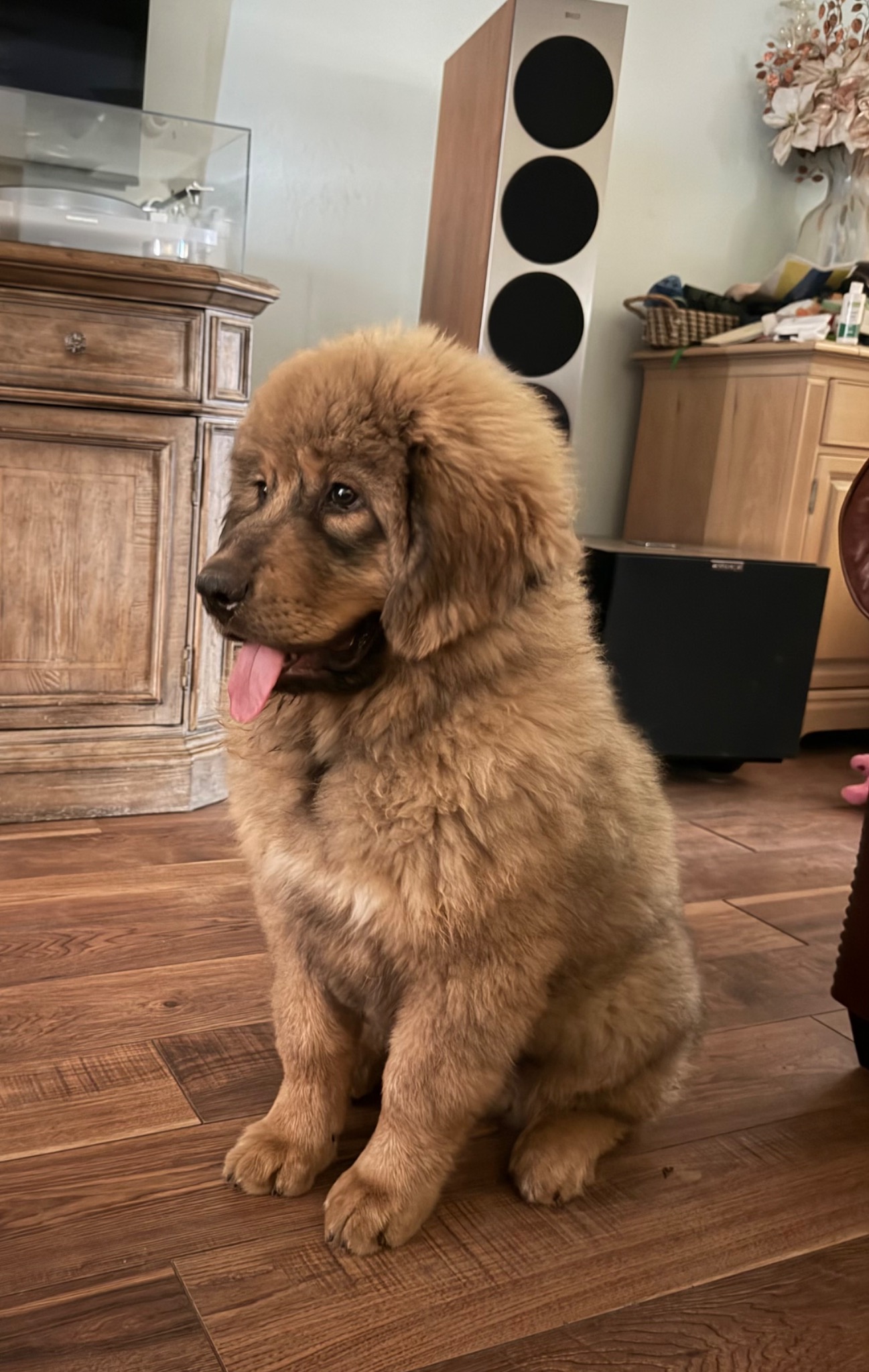 Rinchen, Magnolia Heritage Tibetan Mastiffs home gallery