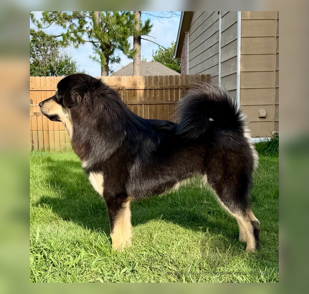 Rose, Magnolia Heritage Tibetan Mastiff bitch with Noble Legacy and Majestic lineage