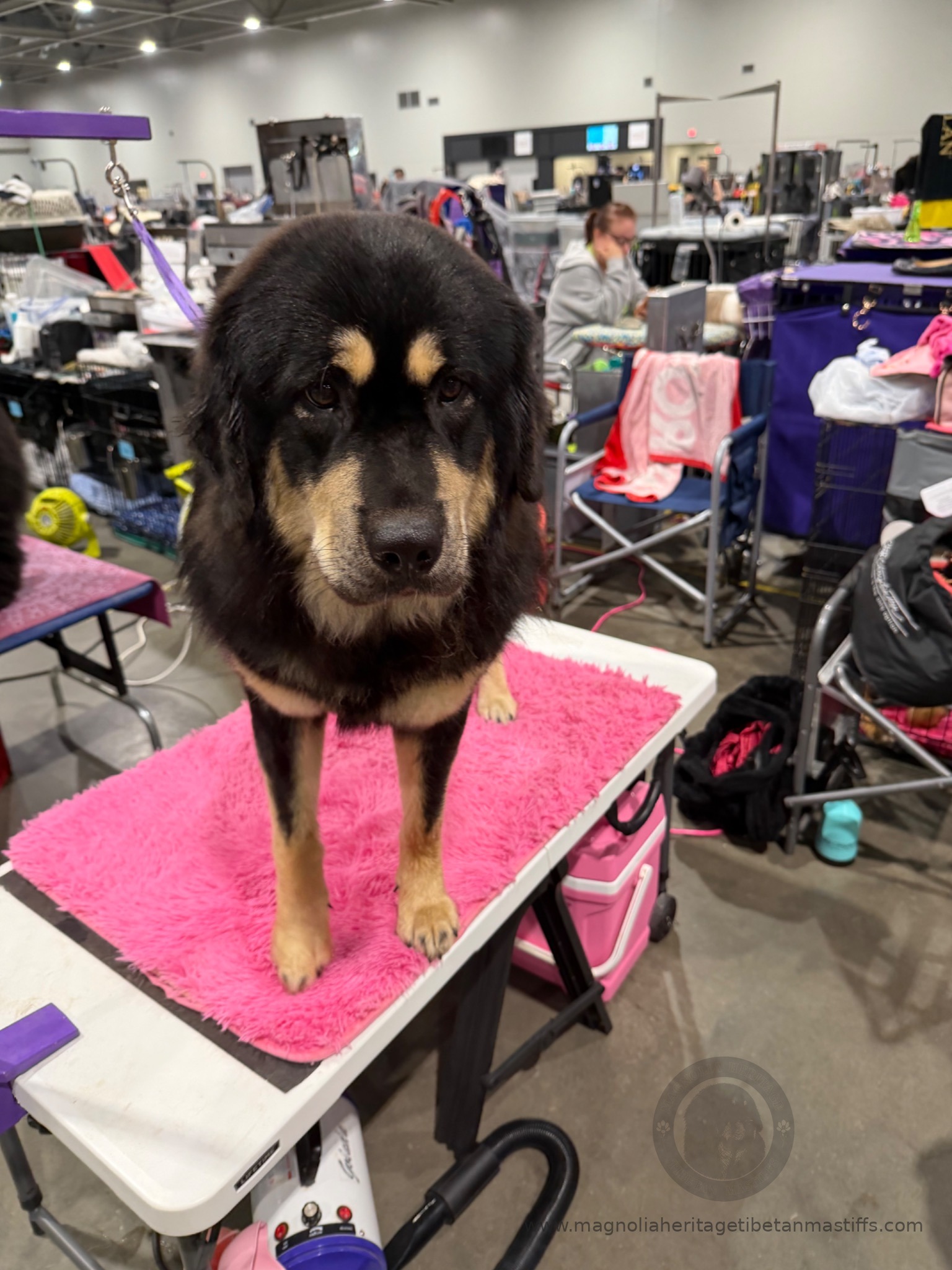 Rose on the grooming table at a dog show