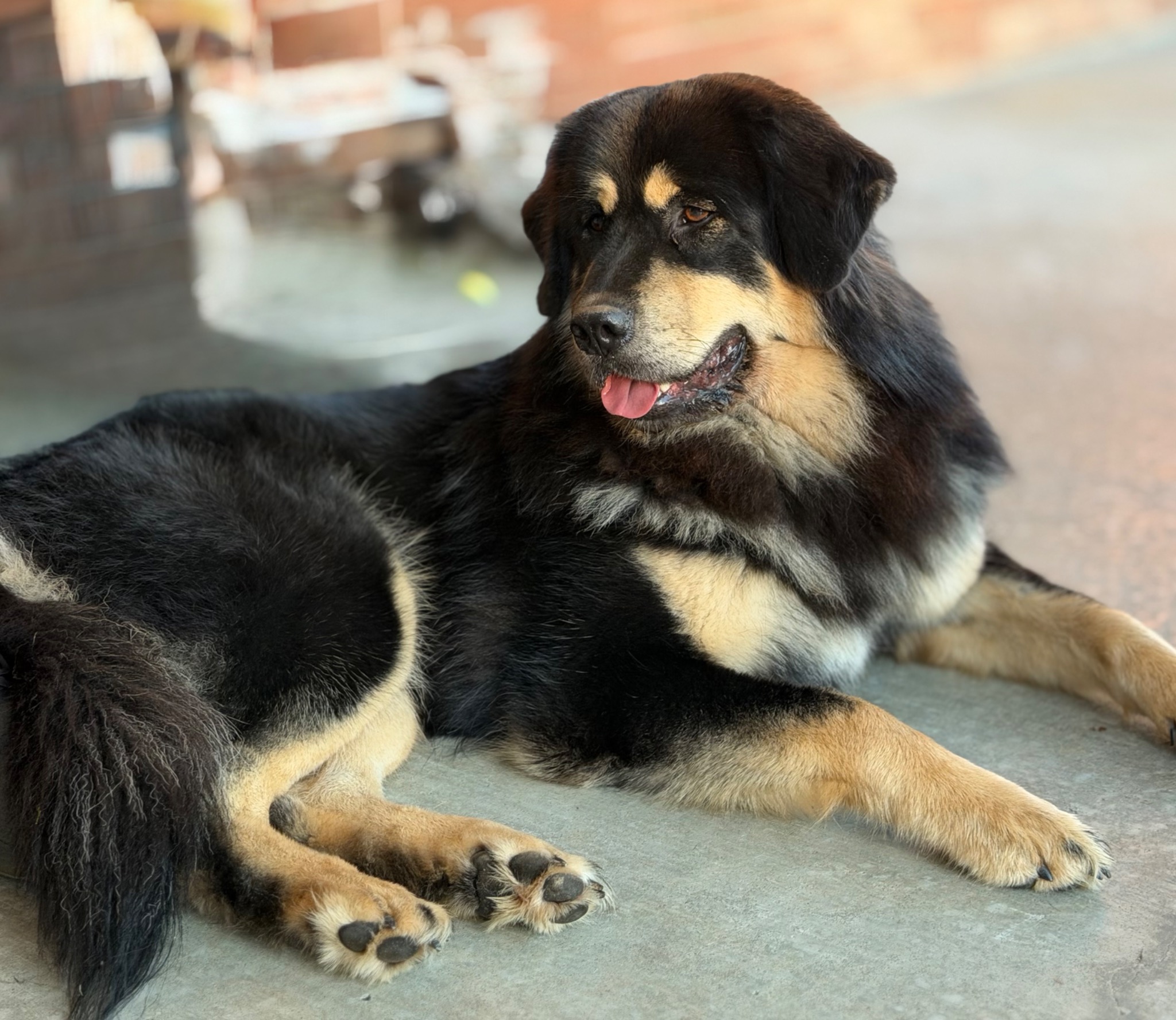 Rose resting outside