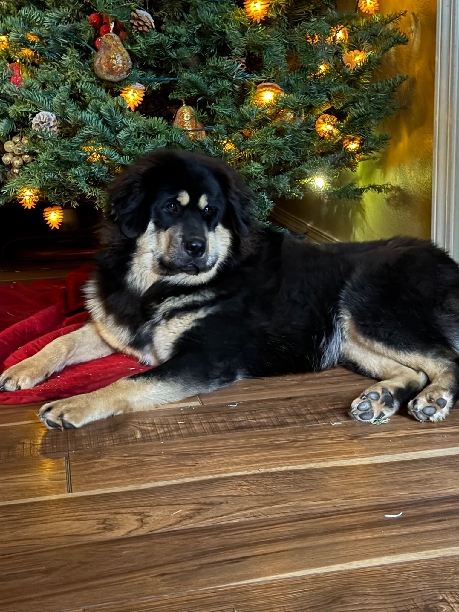 Rose by the Christmas tree