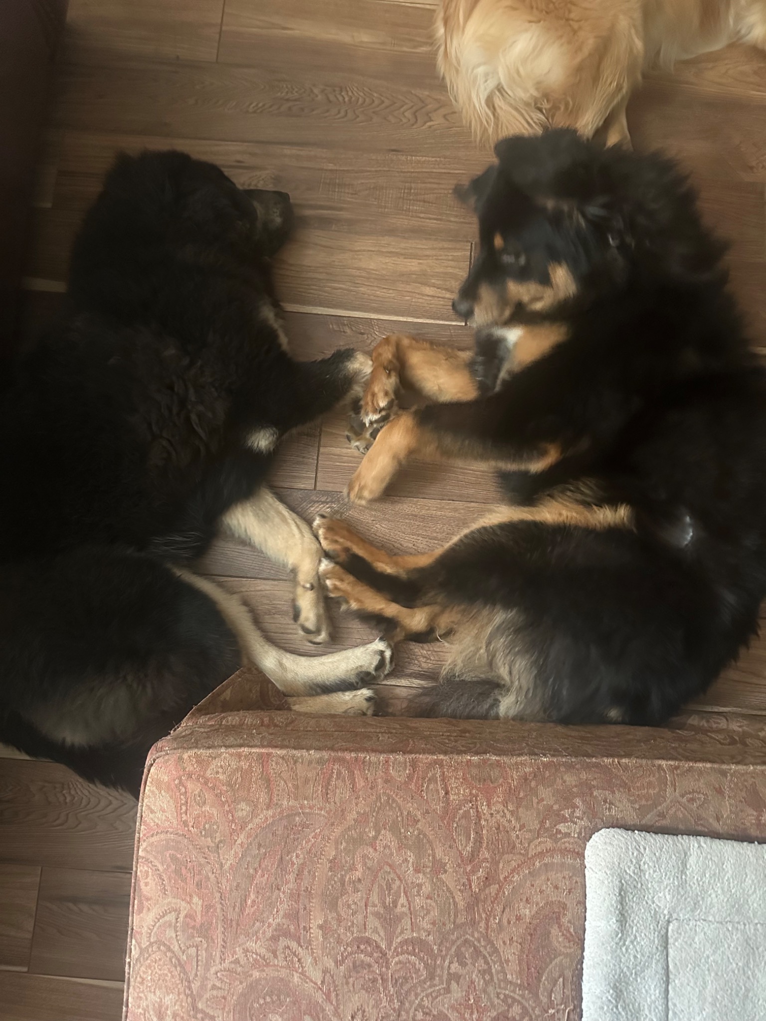 Rose with the dogs at home