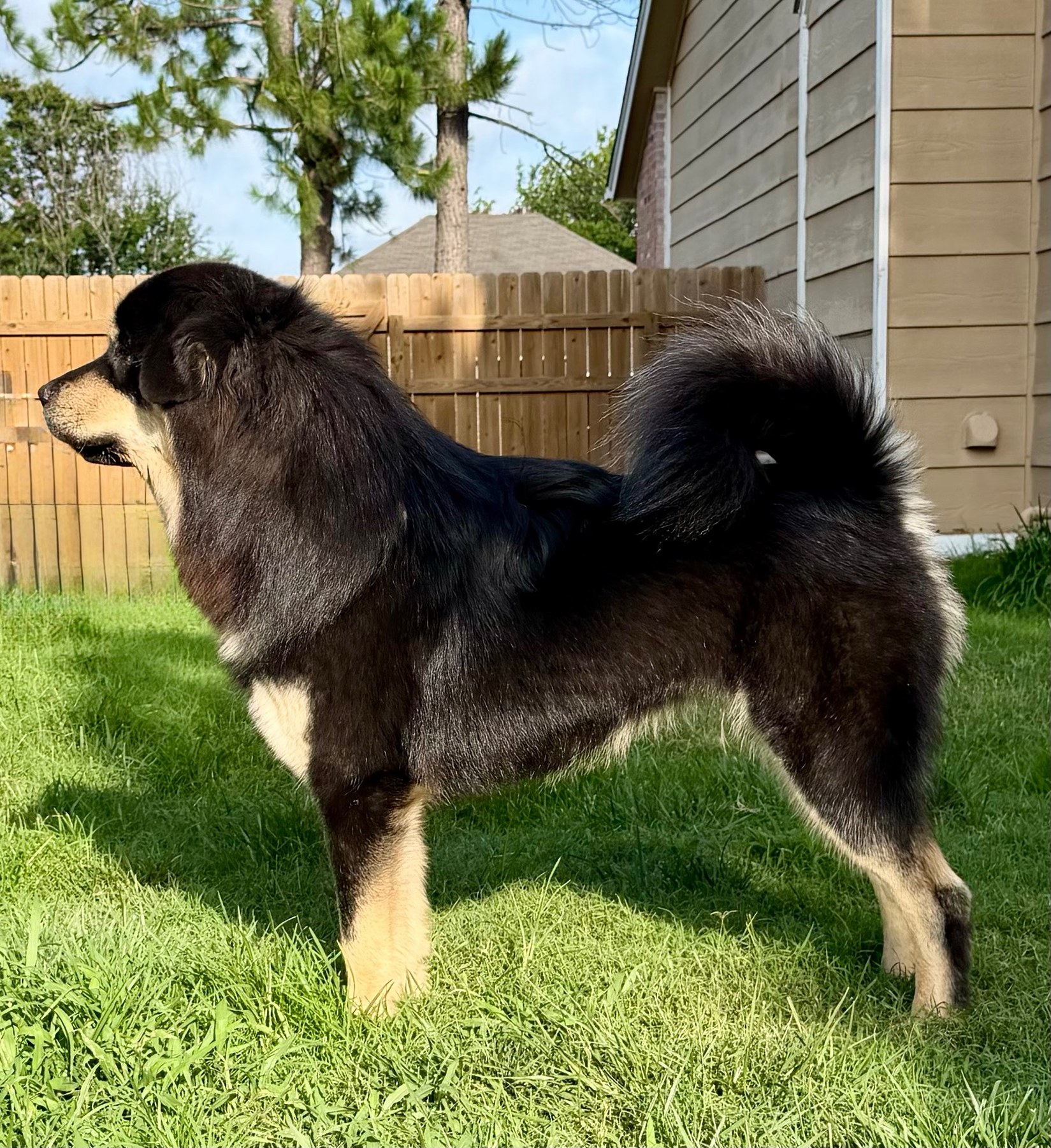 Rose, Magnolia Heritage Tibetan Mastiffs home gallery